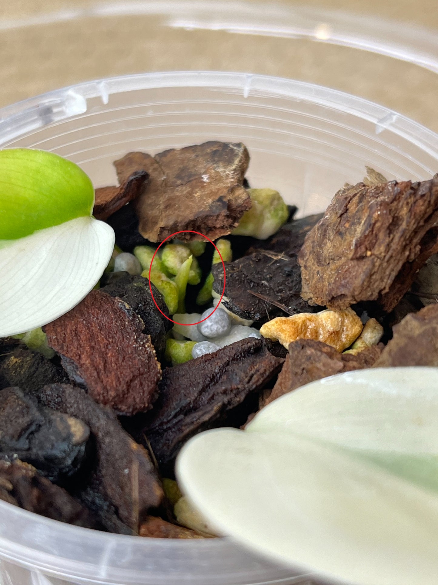 Philodendron Hederaceum(Heartleaf) ALBO Variegated -2