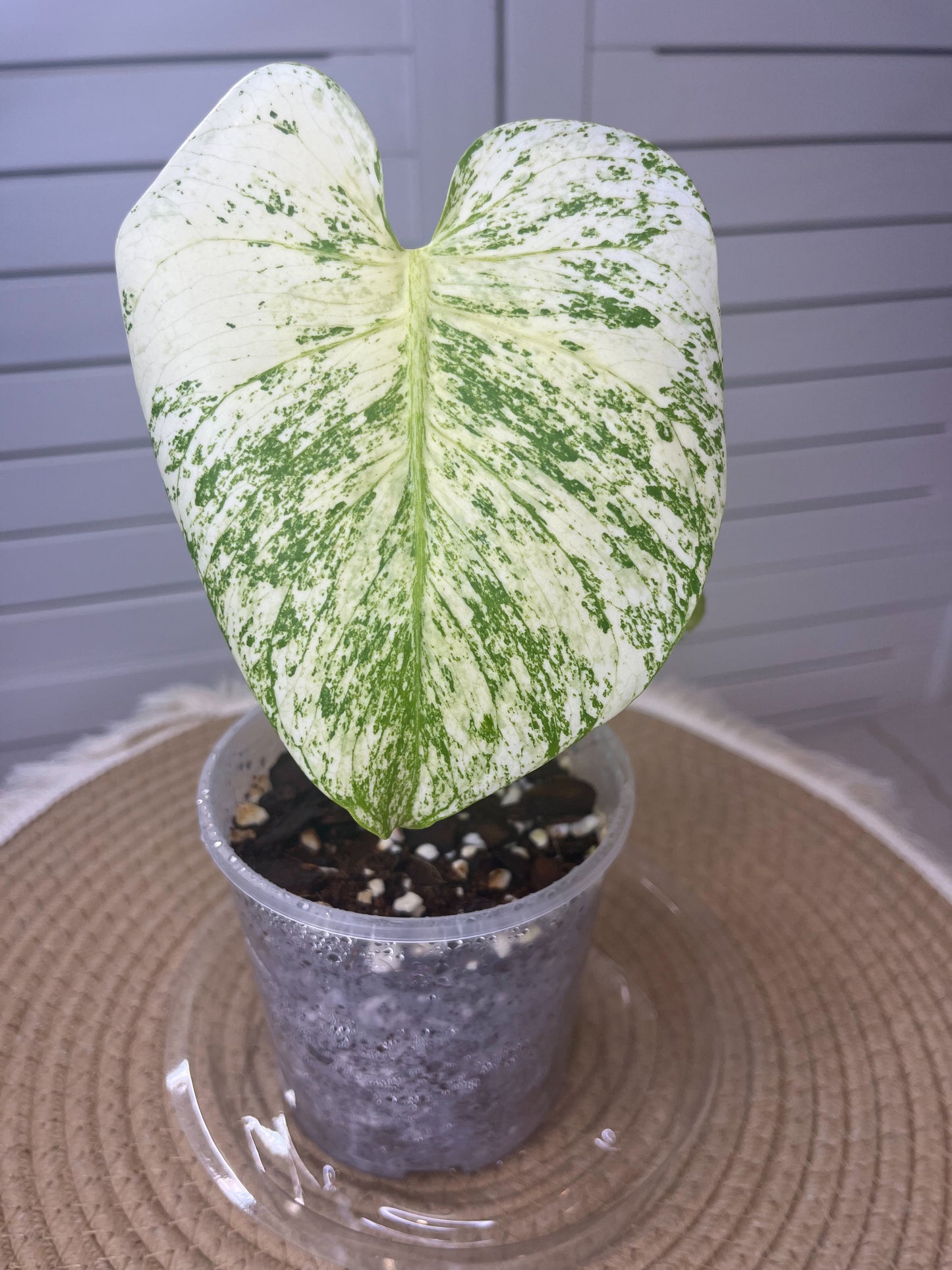 Monstera Deliciosa Mint Variegated #2