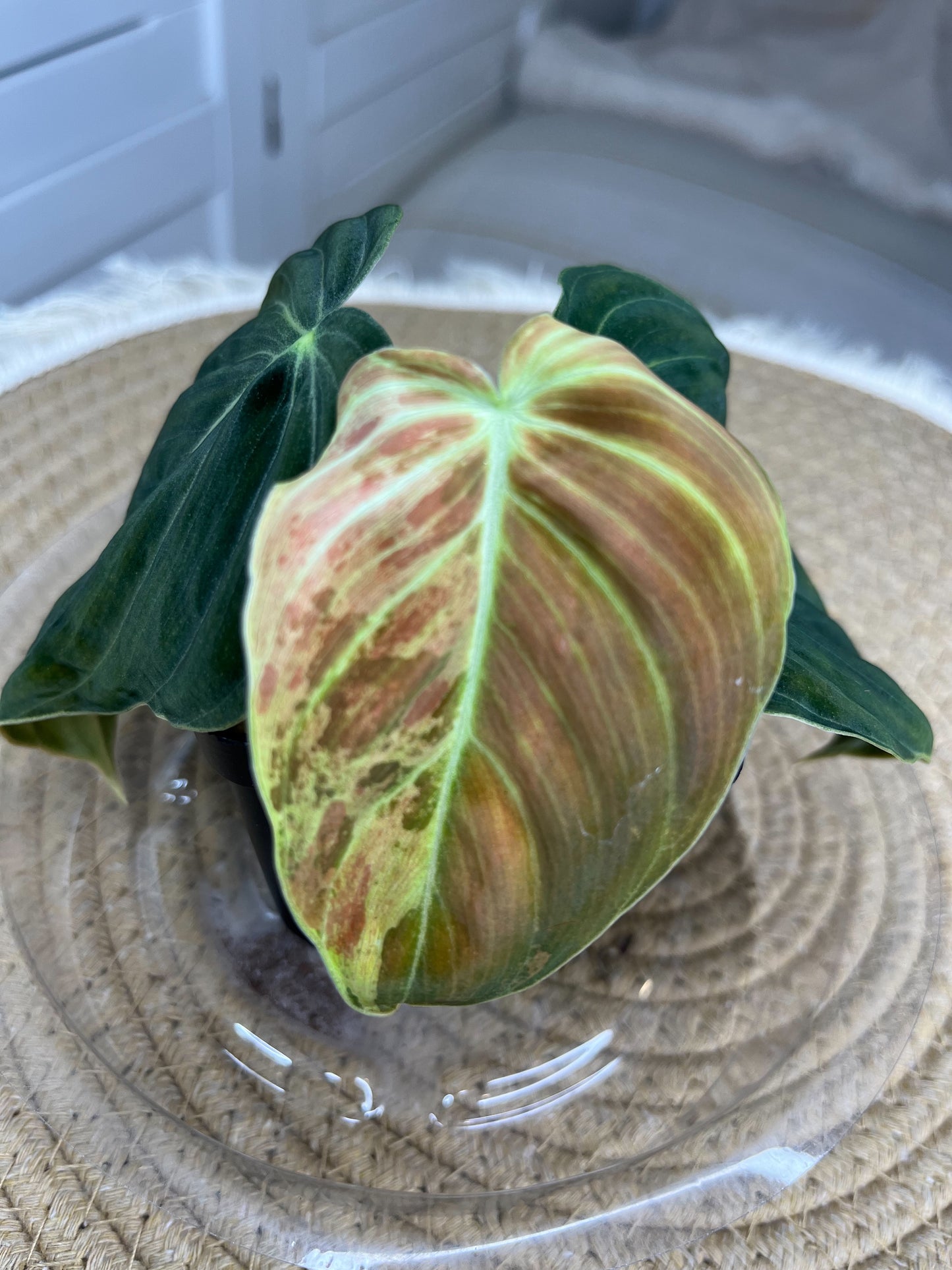 Philodendron Melanochrysum Variegated 2