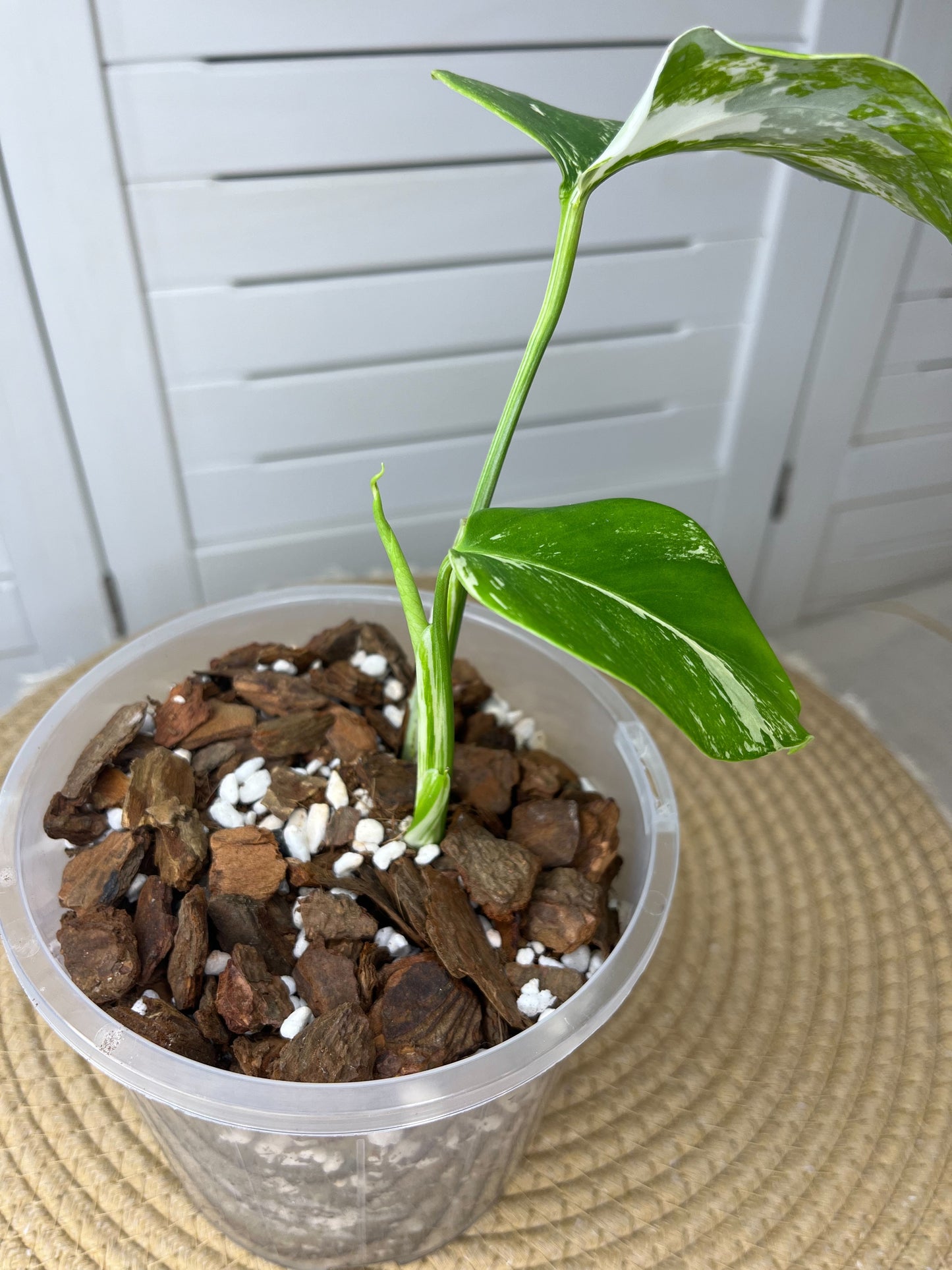 Monstera Borsigiana Albo Variegated 2