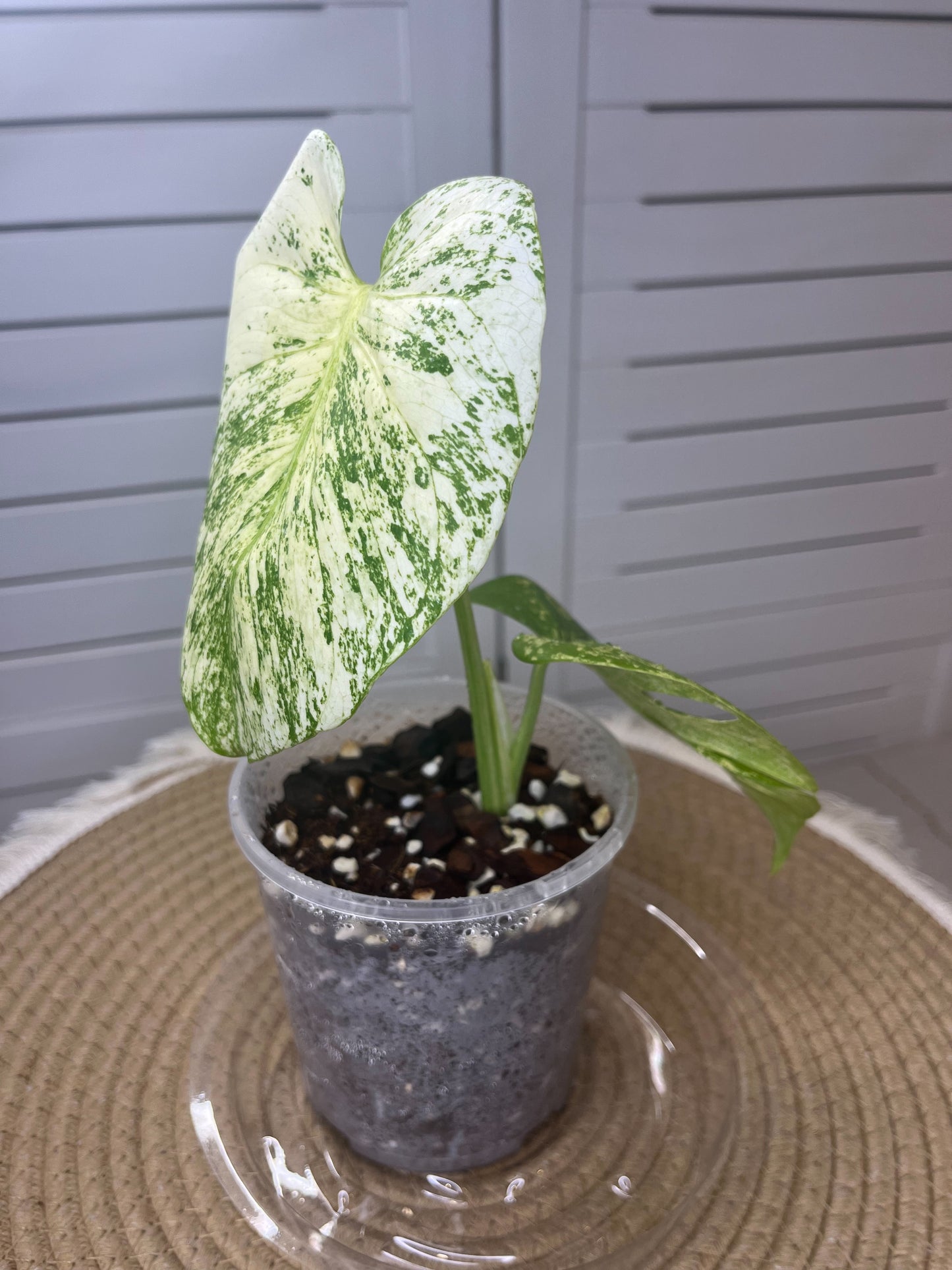 Monstera Deliciosa Mint Variegated #2