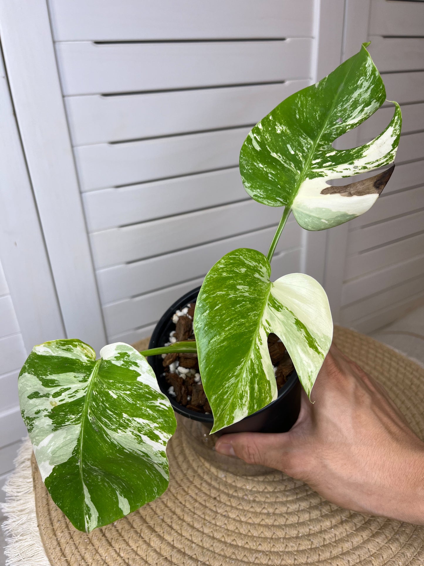 Monstera Borsigiana Albo Variegated (2)