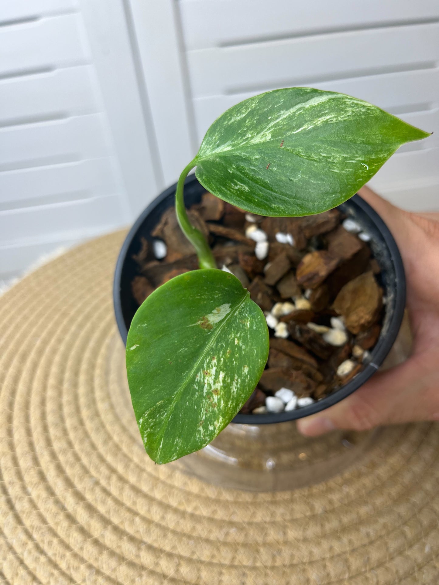 Monstera Borsigiana Albo Variegated *Small* (20)