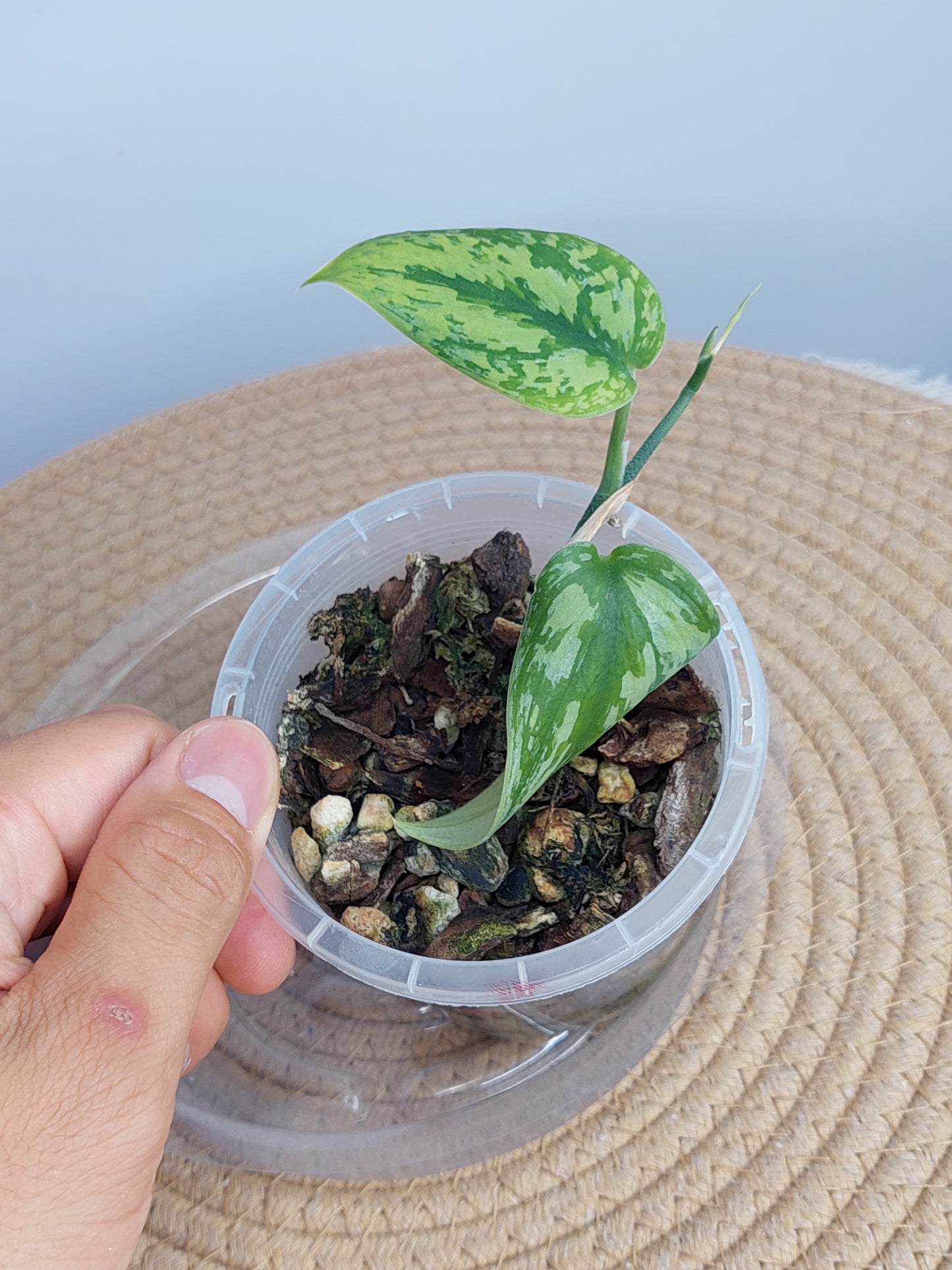 Scindapsus Green Army 1