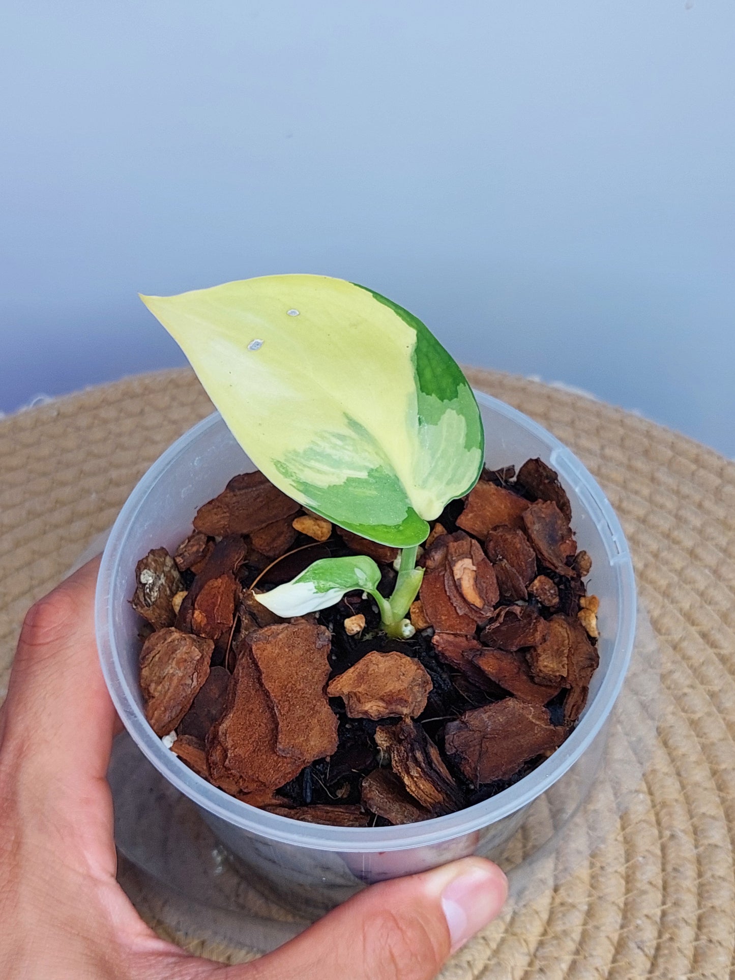 Scindapsus Jade Satin Variegated 1