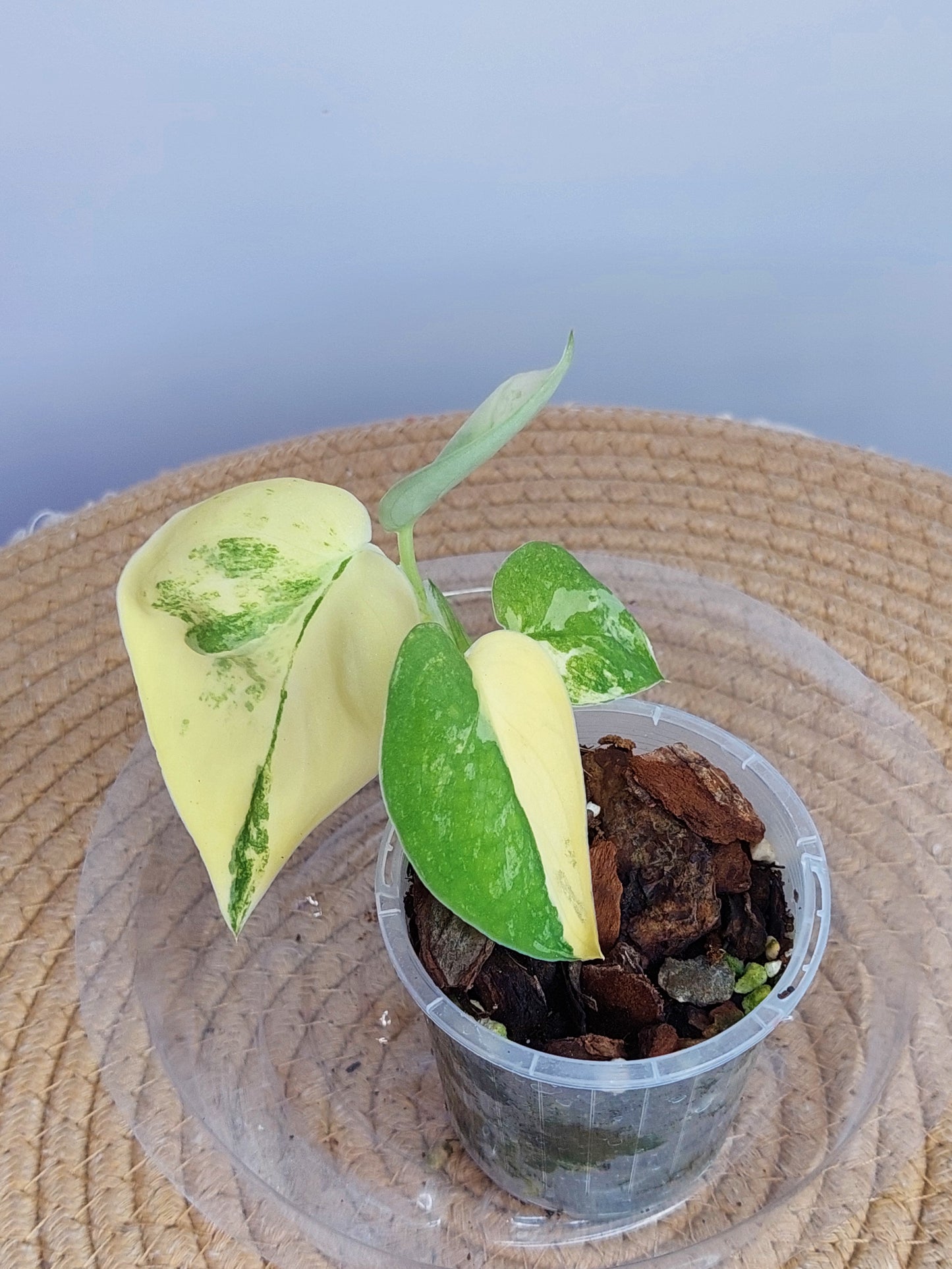 Scindapsus Jade Satin Variegated 2