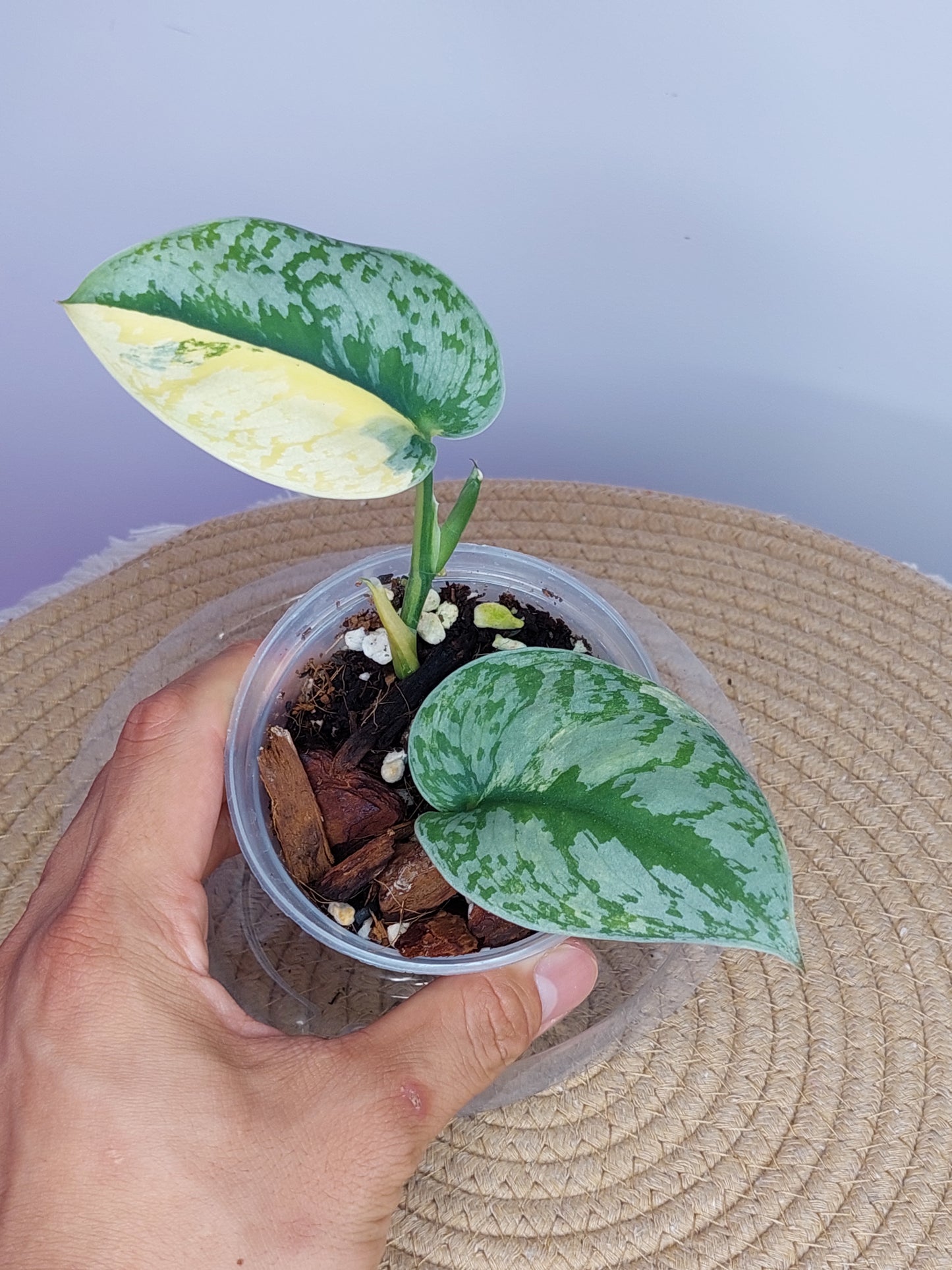 Scindapsus Exotica Variegated 1