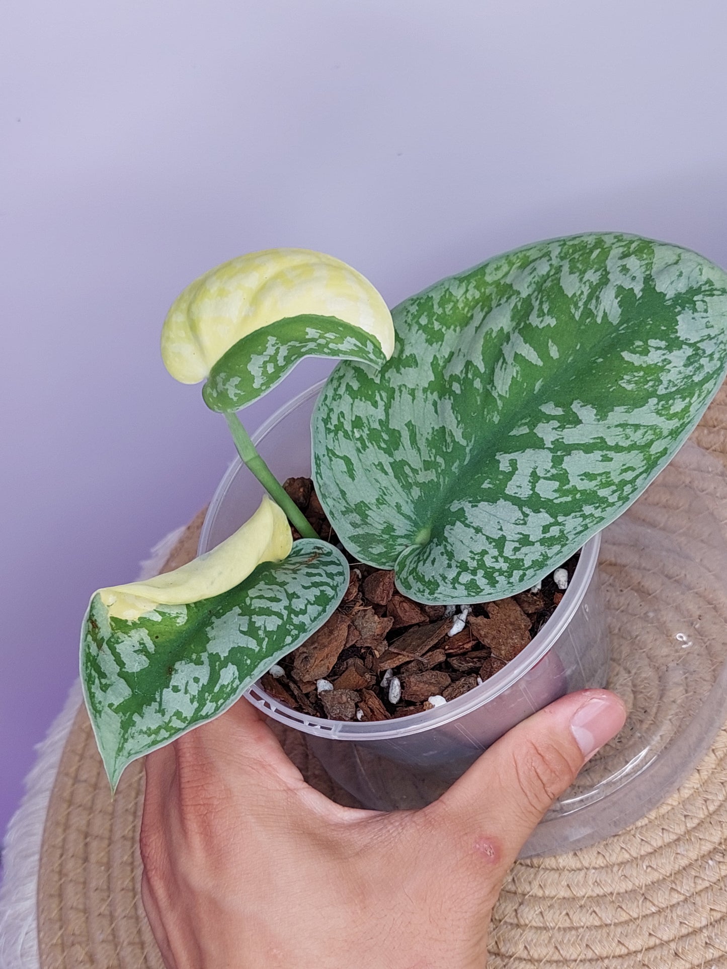 Scindapsus Exotica Variegated 2