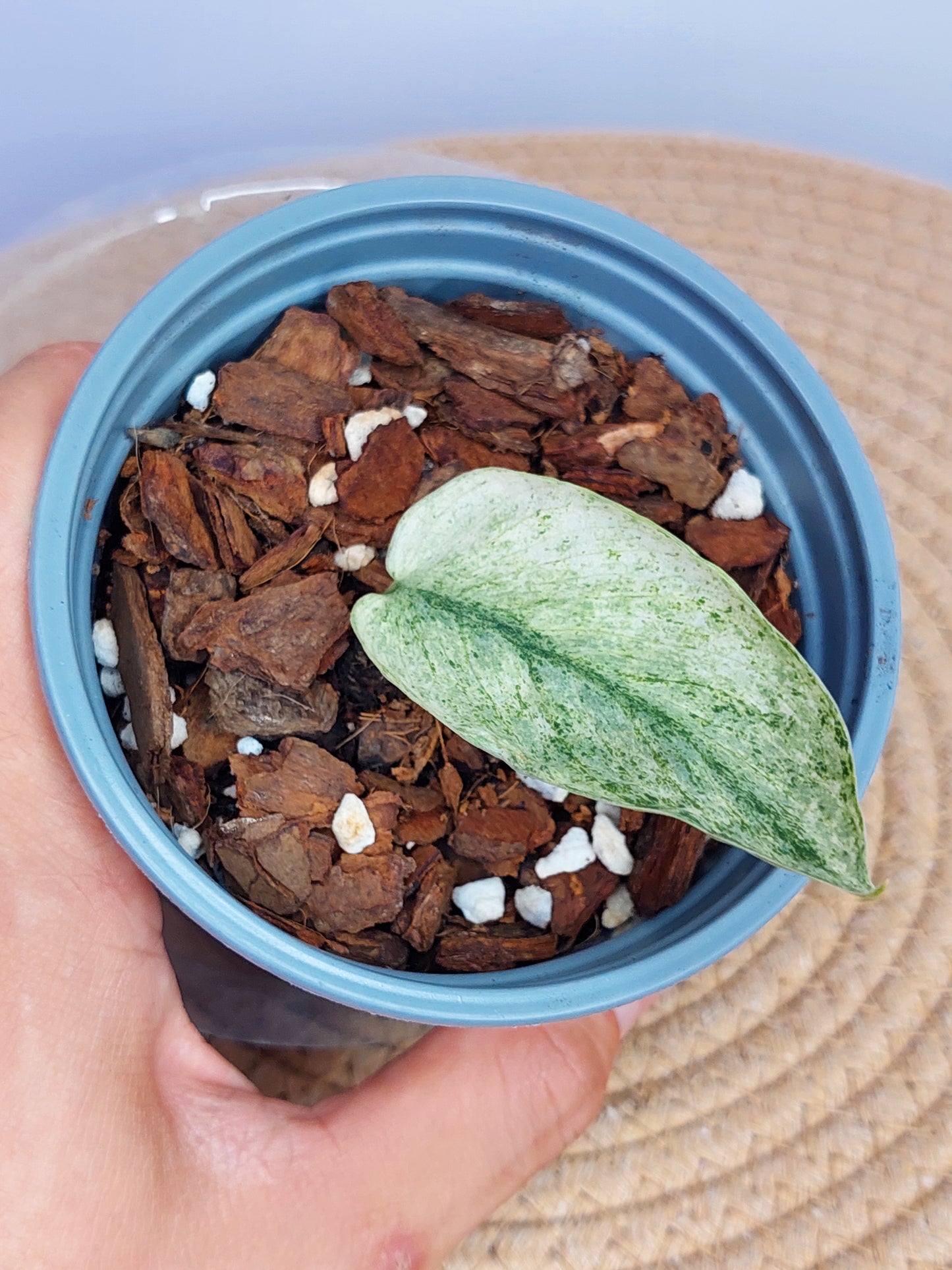 Scindapsus Jade Satin Marble 1