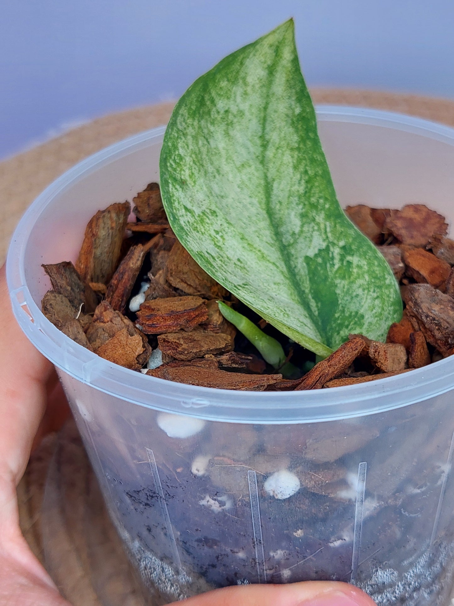 Scindapsus Jade Satin Marble 2