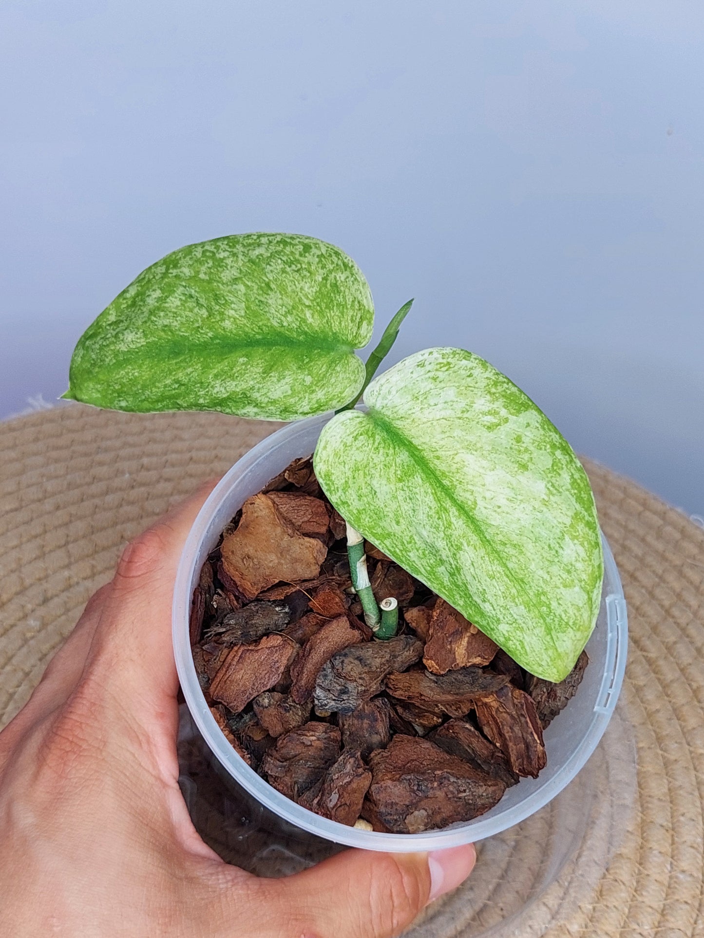 Scindapsus Jade Satin Marble 3