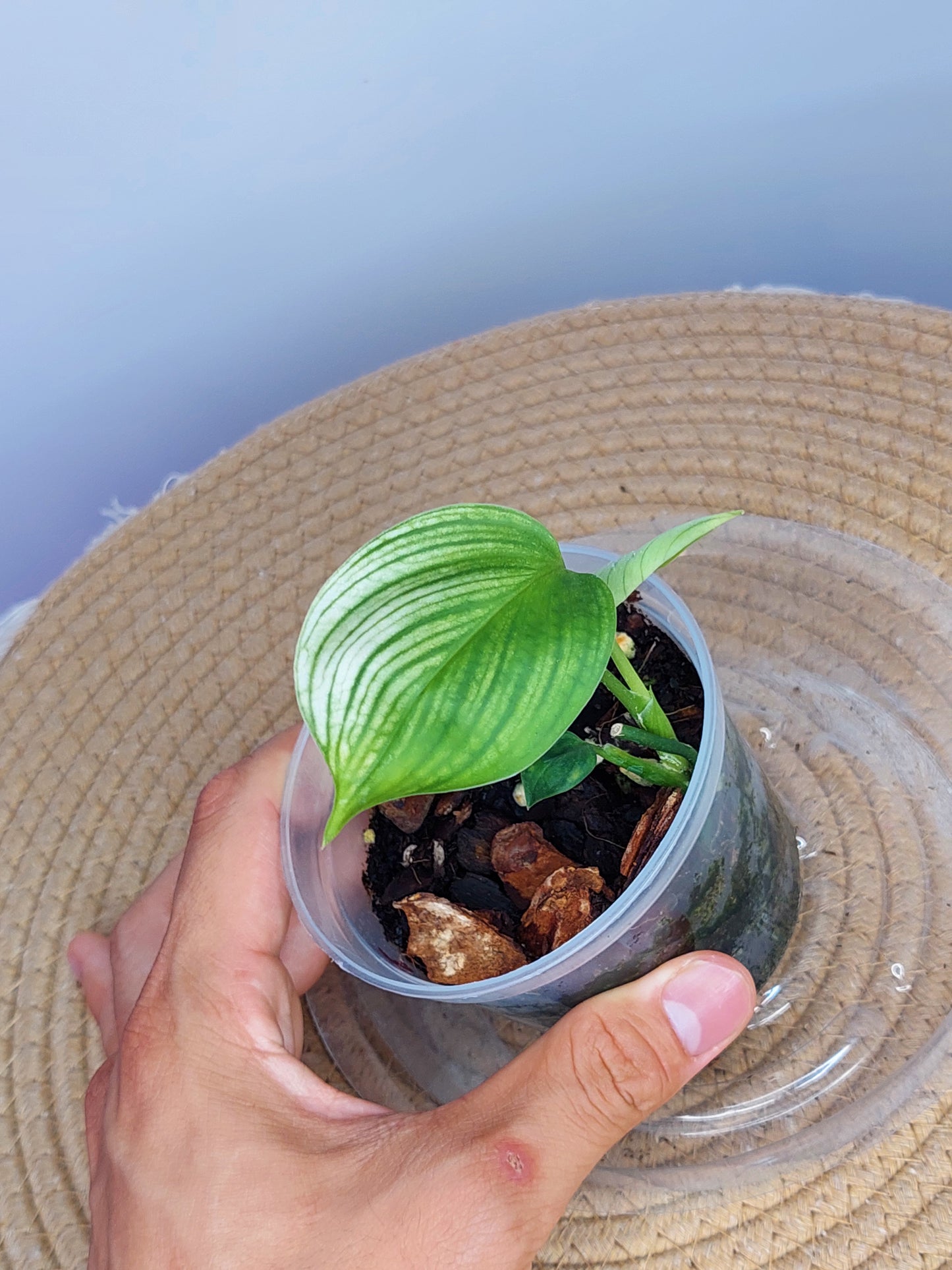 Scindapsus White Monster 3