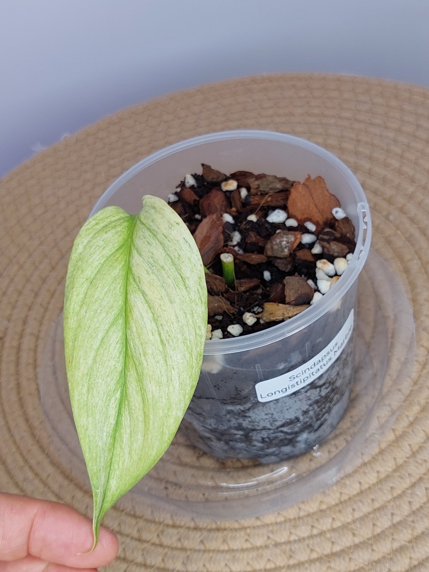 Scindapsus Longistipitatus Marble 1