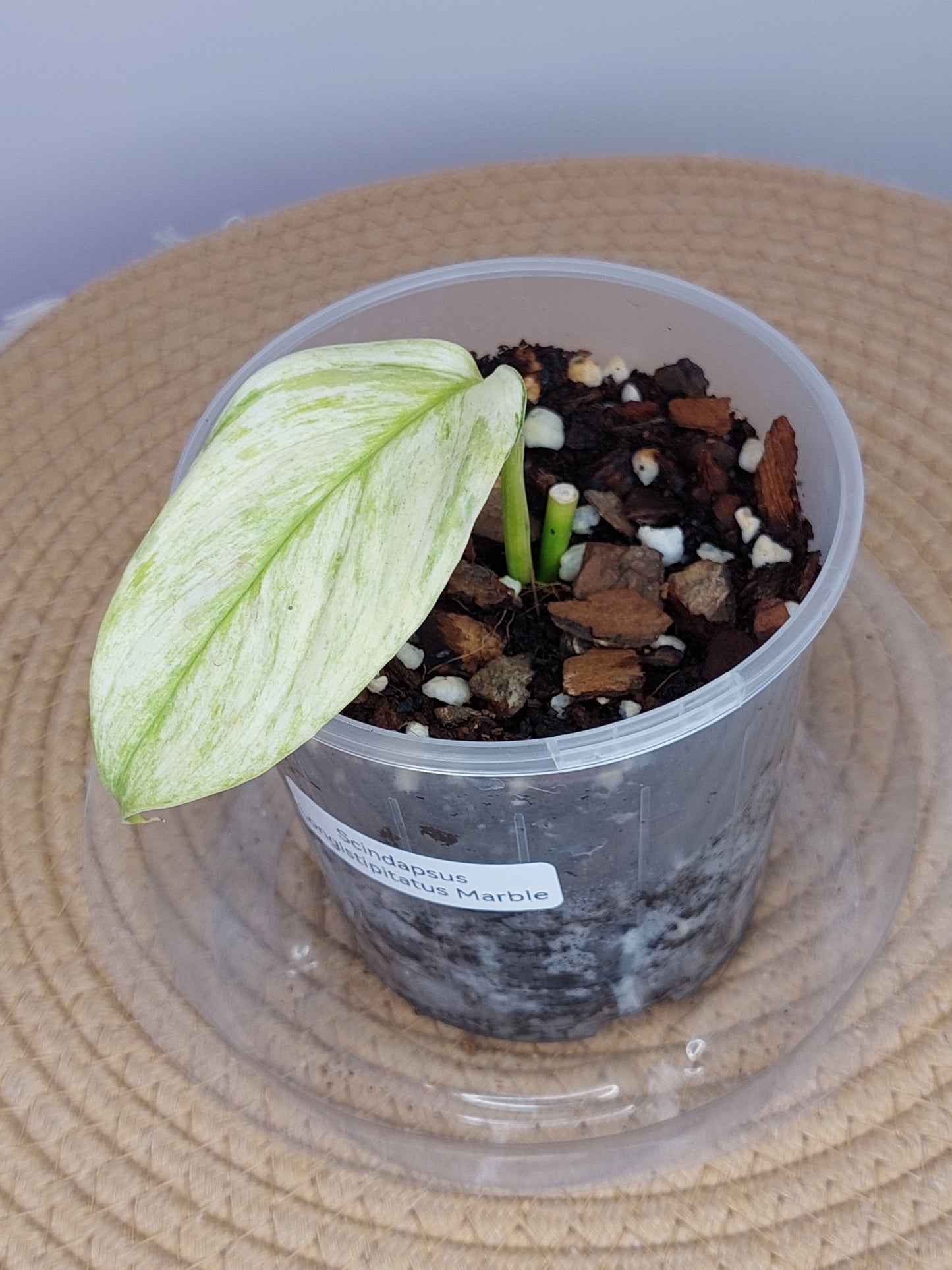 Scindapsus Longistipitatus Marble 2