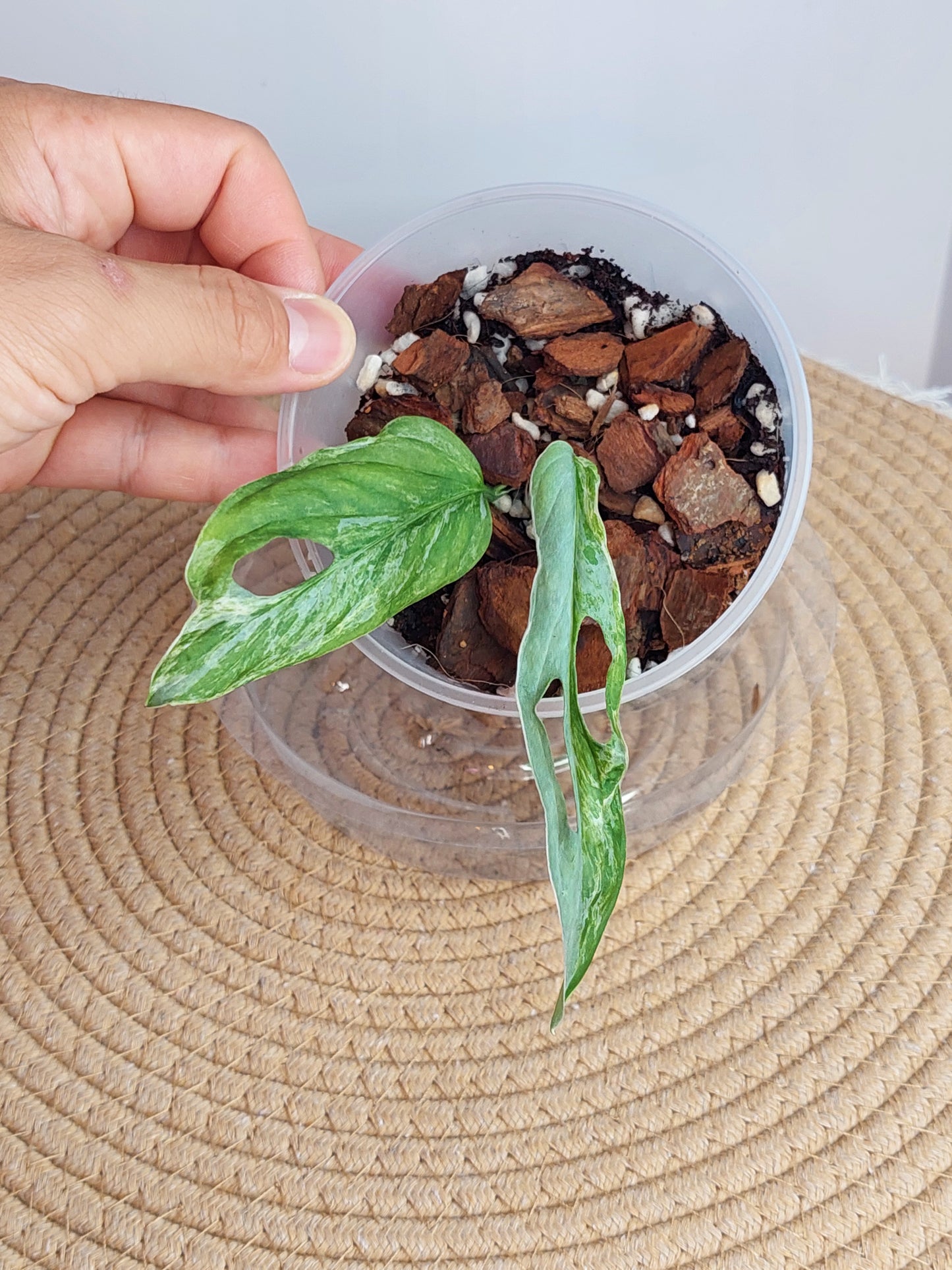 Monstera Adansonii Mint #1