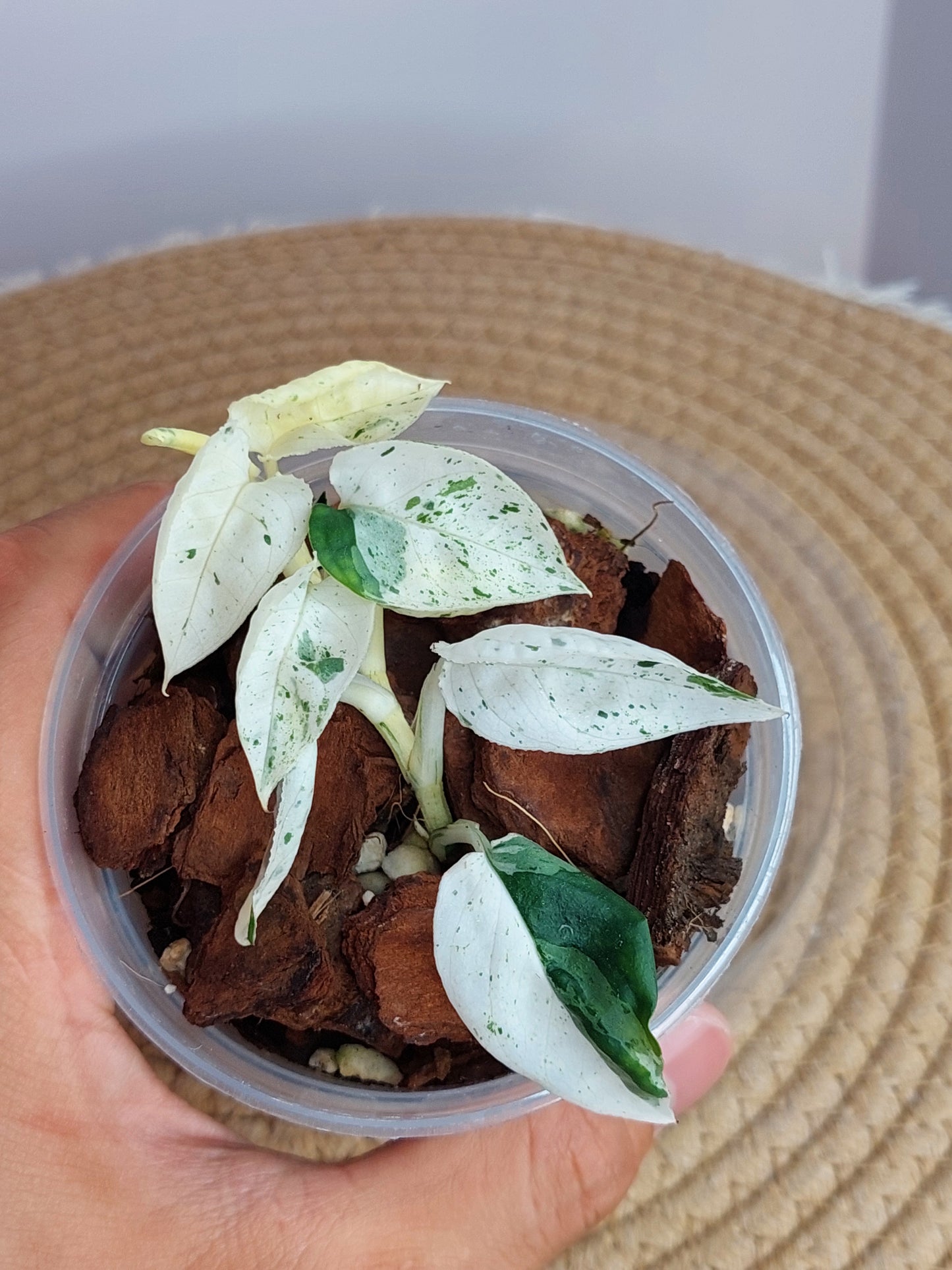 Epipremnum Pinnatum Marble #1