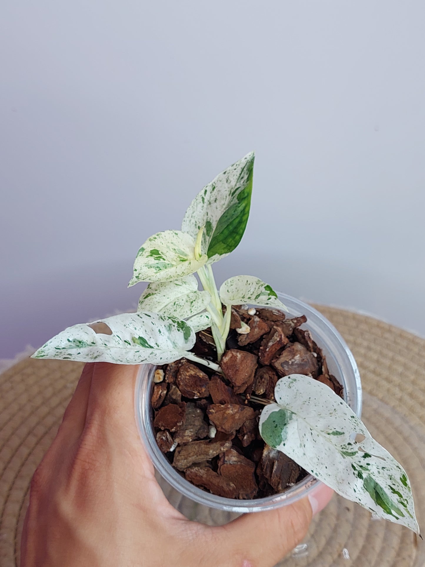 Epipremnum Pinnatum Marble #2