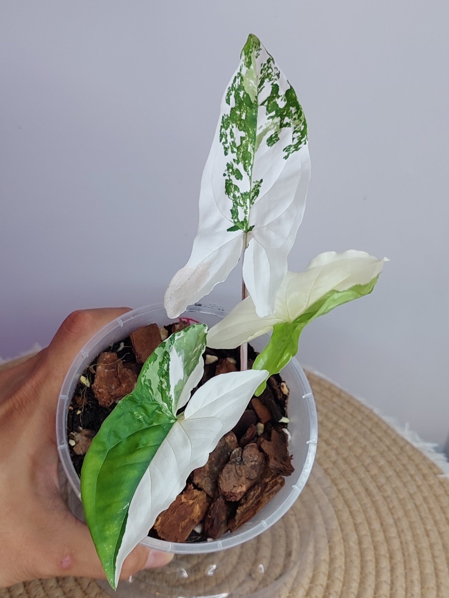 Syngonium Albo #1