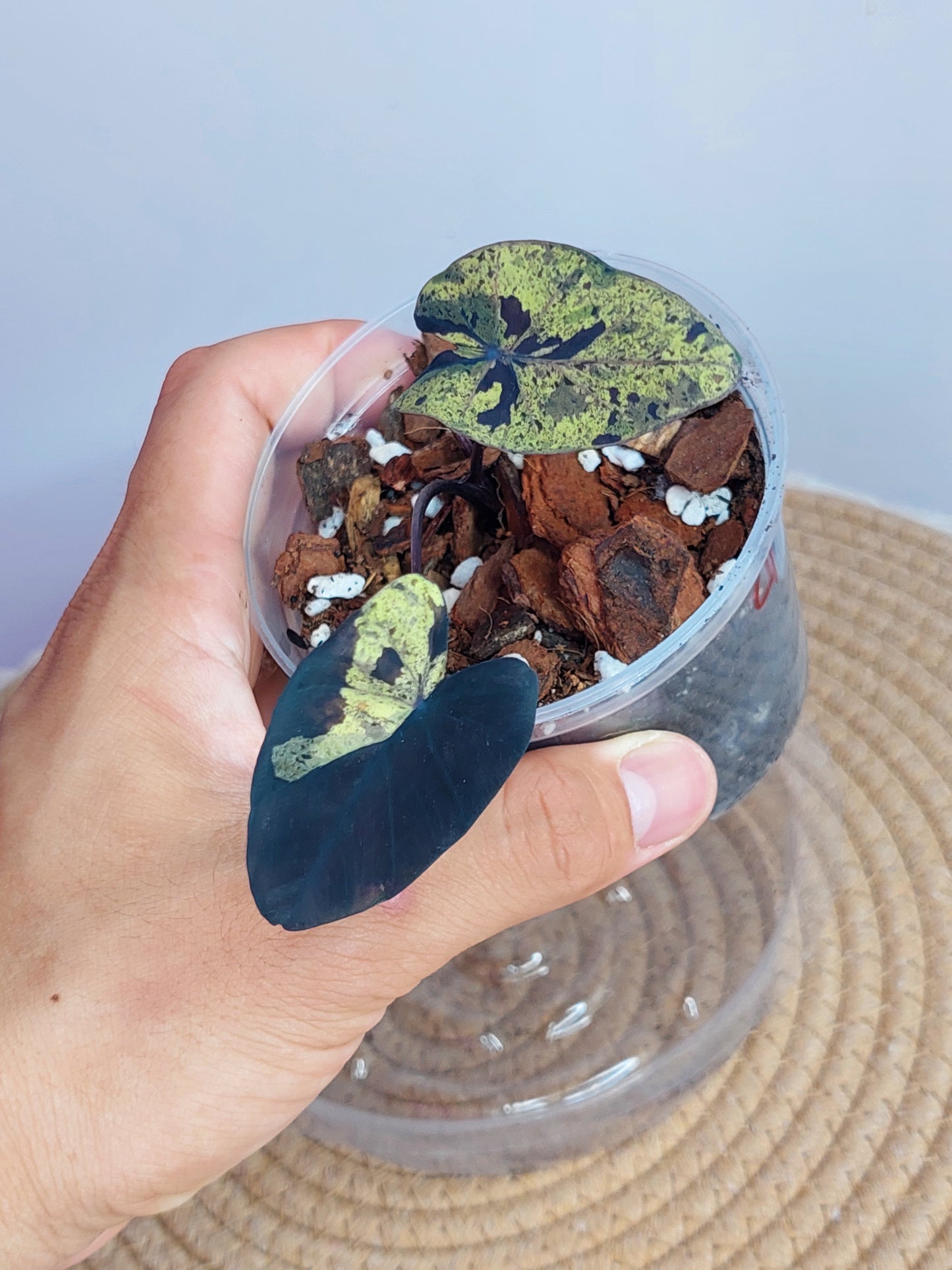 Colocasia Mojito(Small) 1