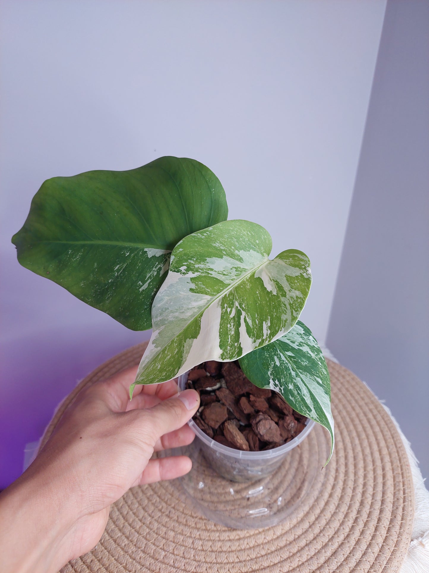 Monstera Borsigiana Albo Variegated - 1