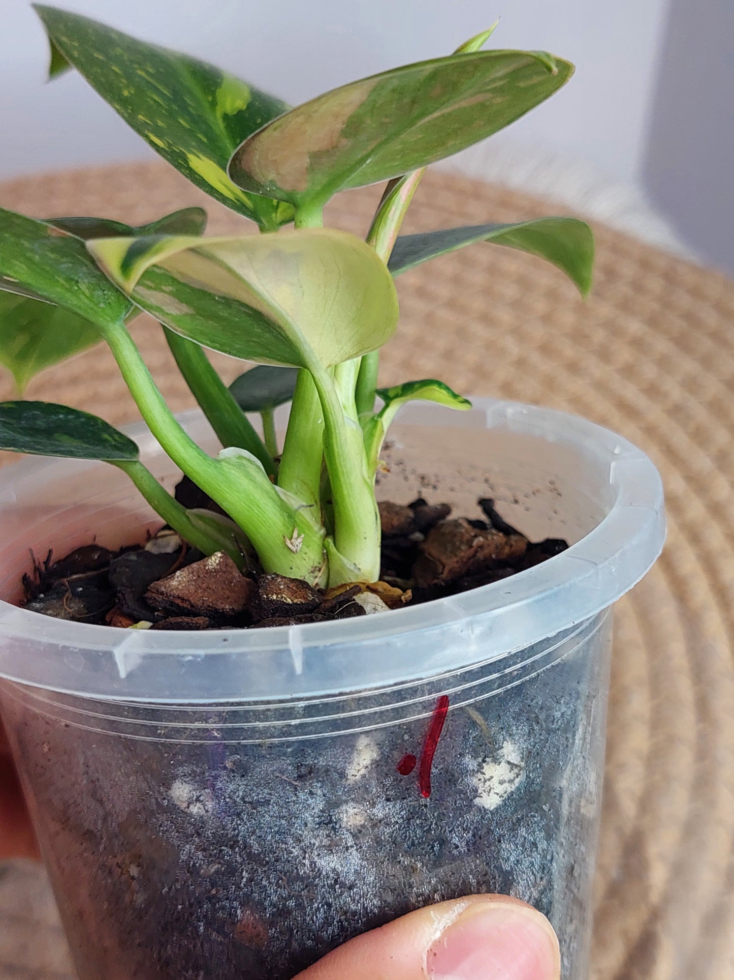 Philodendron Nuclear Congo(2 heads) - 1