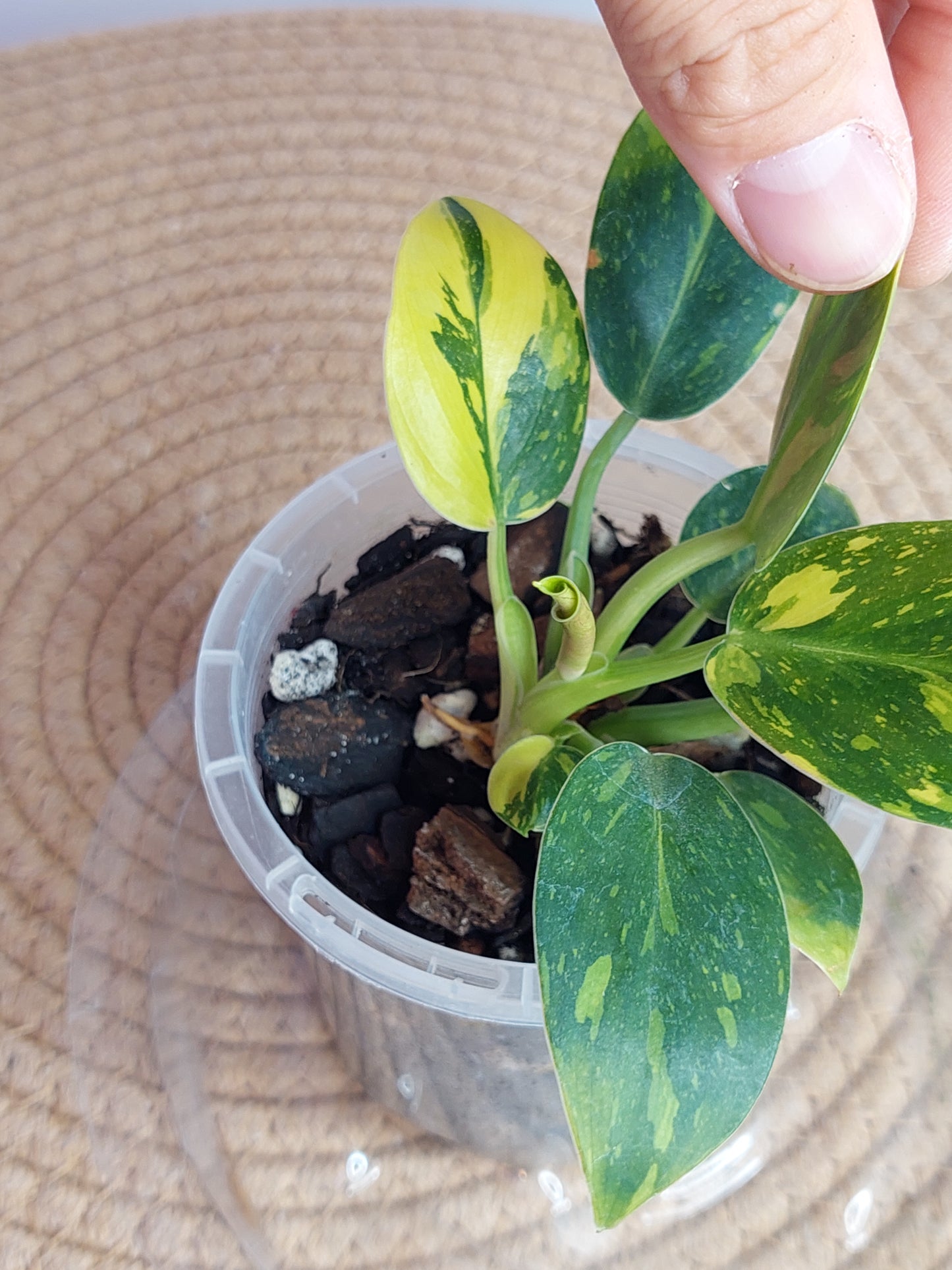 Philodendron Nuclear Congo(2 heads) - 1