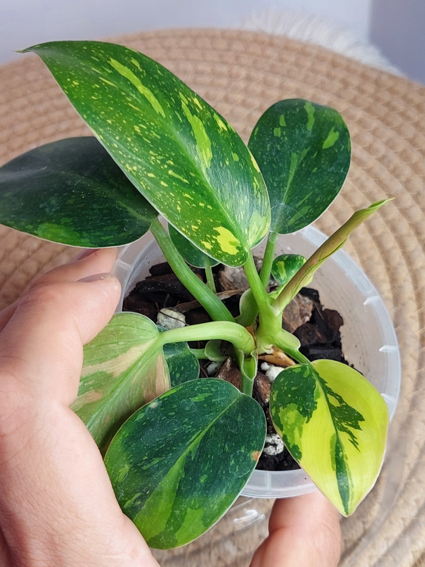 Philodendron Nuclear Congo(2 heads) - 1