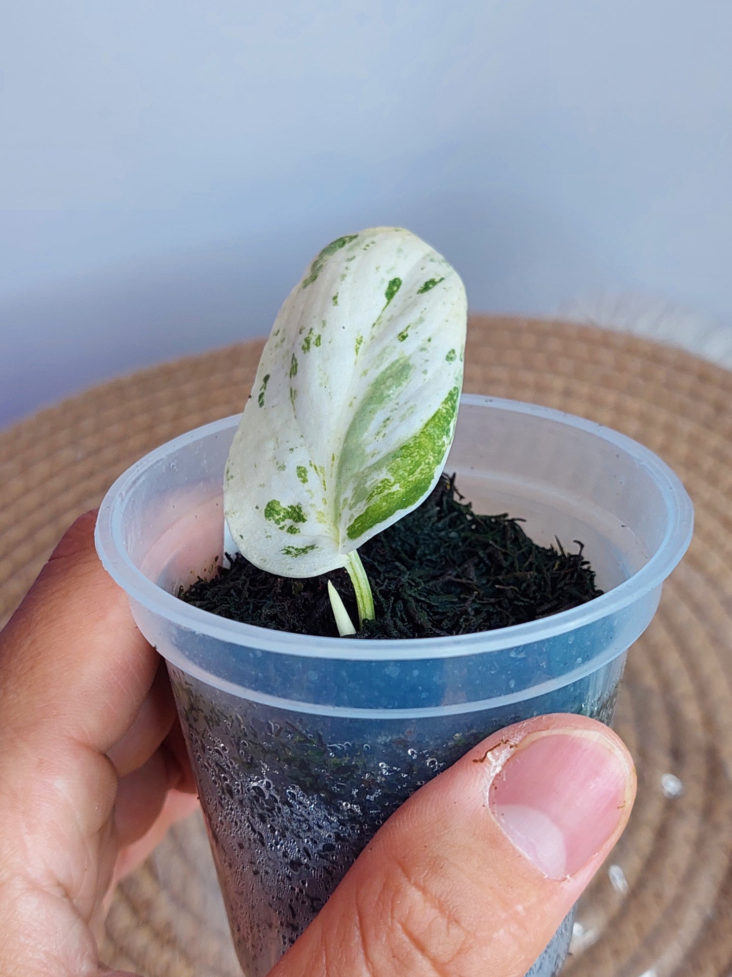 Scindapsus Silver Splash Variegated - 1