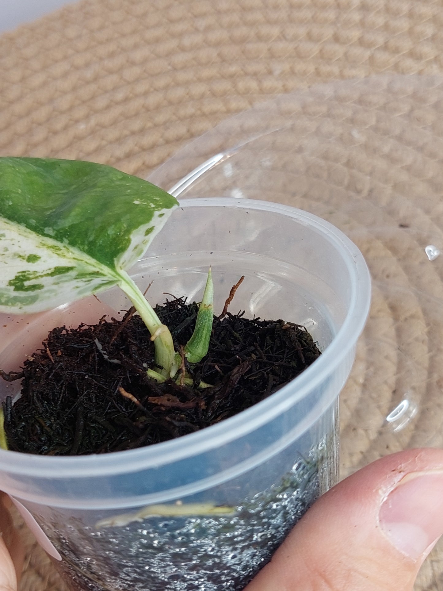 Scindapsus Creme Brulee Variegated - 1