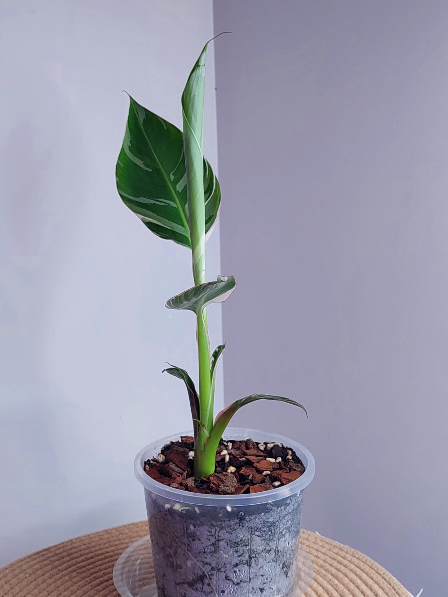 Banana Variegated - 1