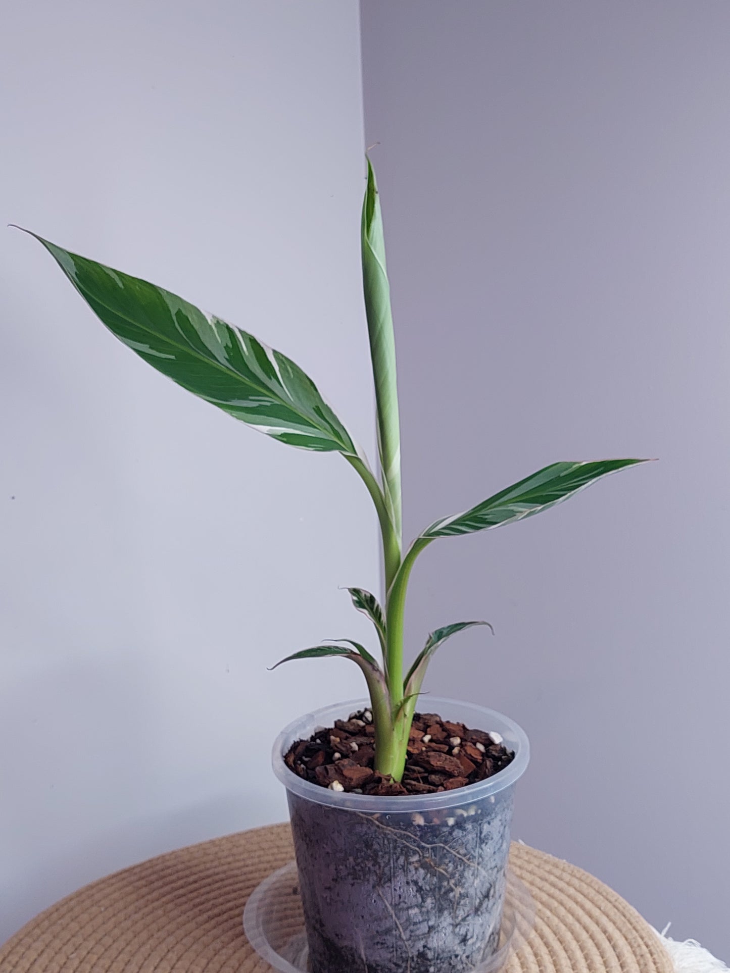 Banana Variegated - 1