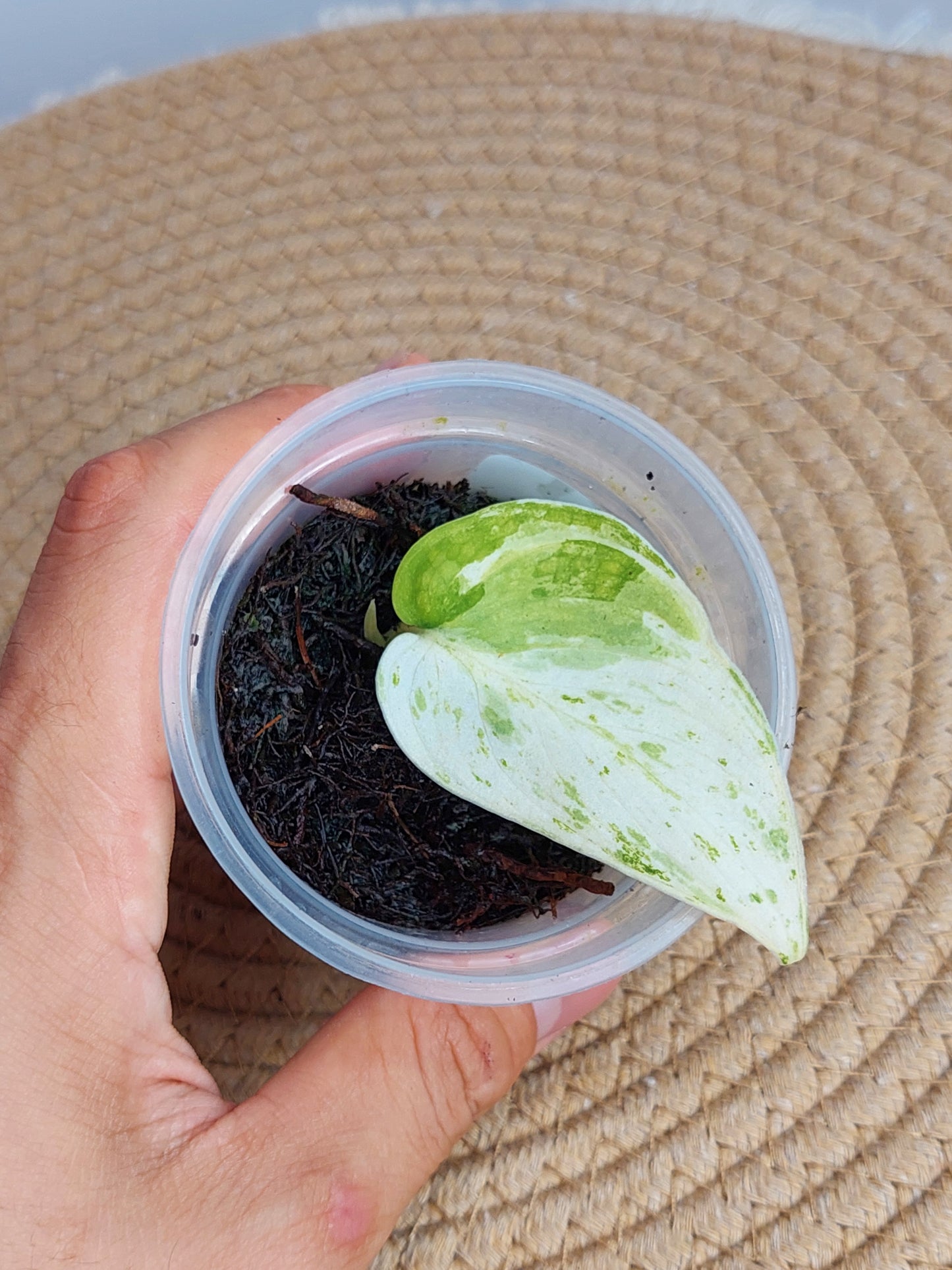 Scindapsus Silver Splash Variegated A