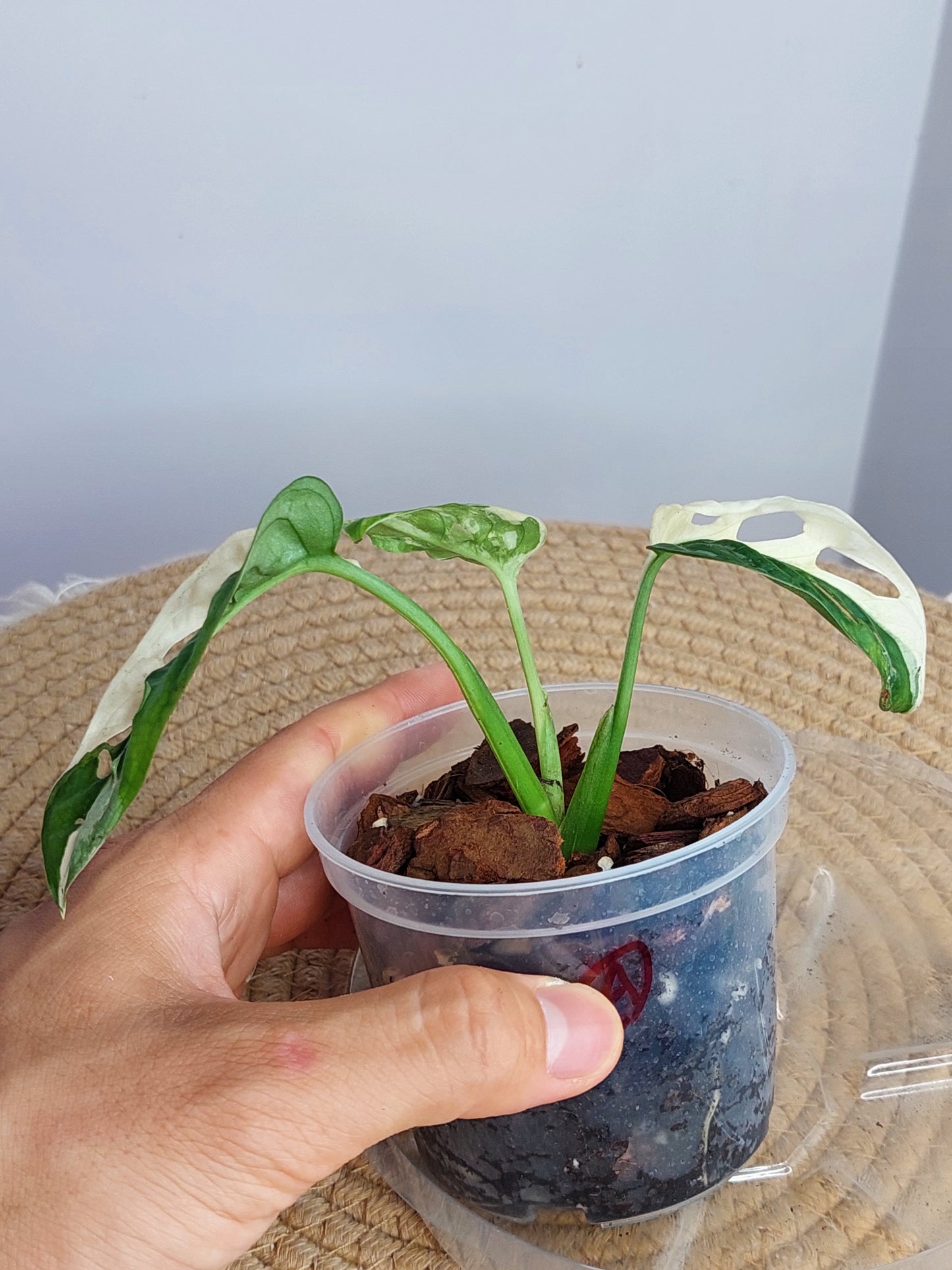 Monstera Monkey Mask(Adansonii) Variegated (A)
