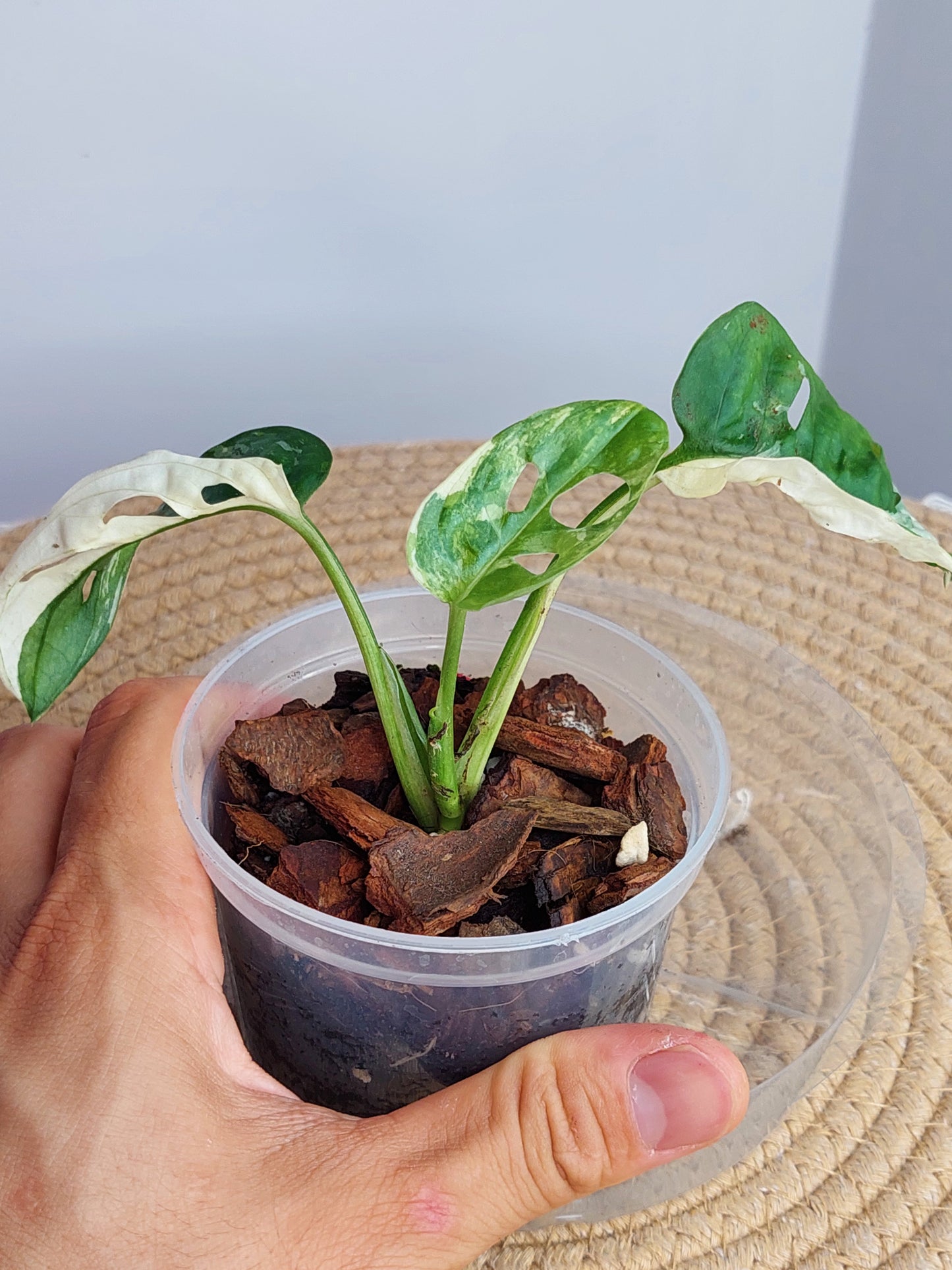 Monstera Monkey Mask(Adansonii) Variegated (A)