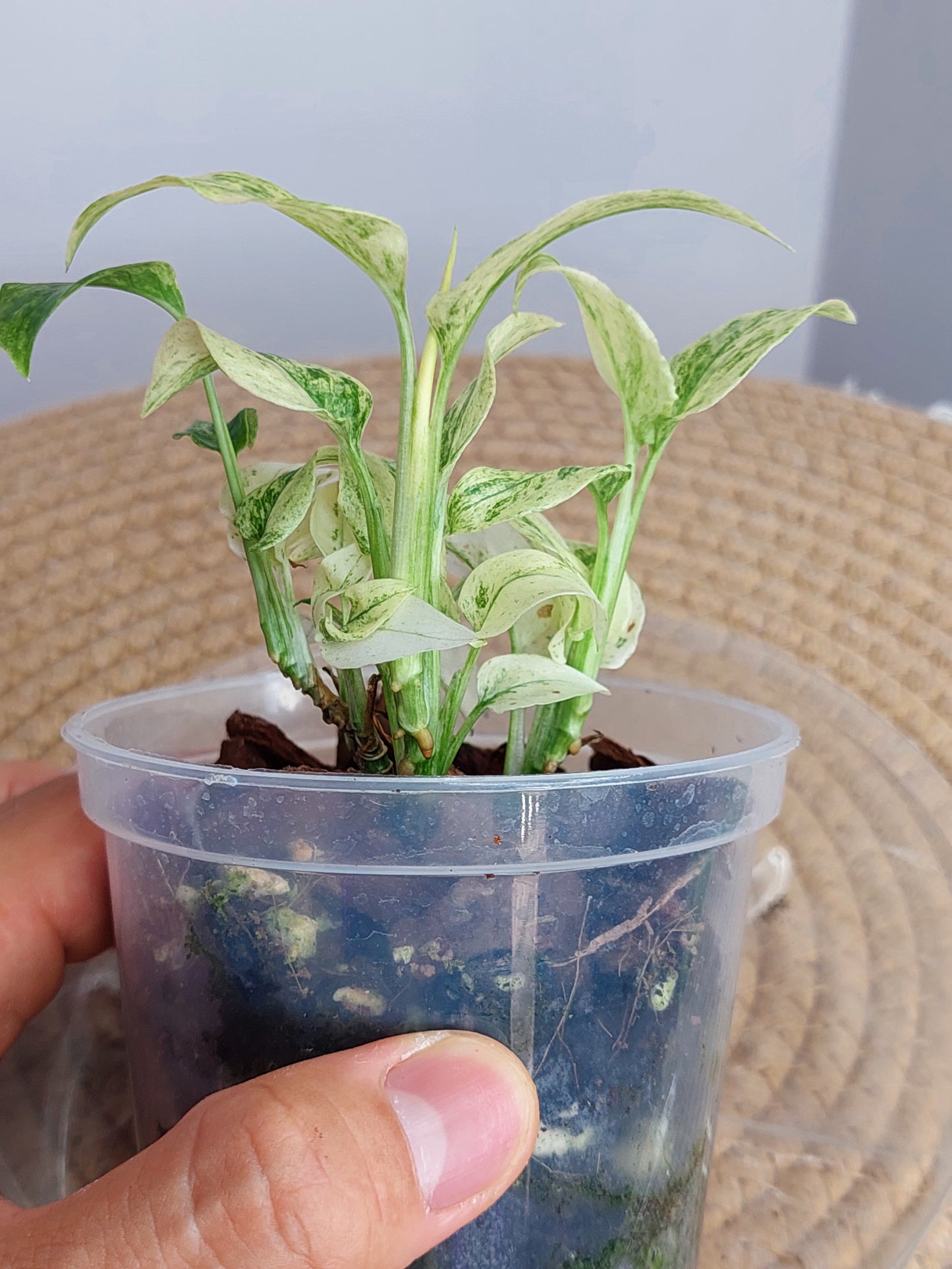 Monstera Adansonii Laniata Mint / 3 heads (A)