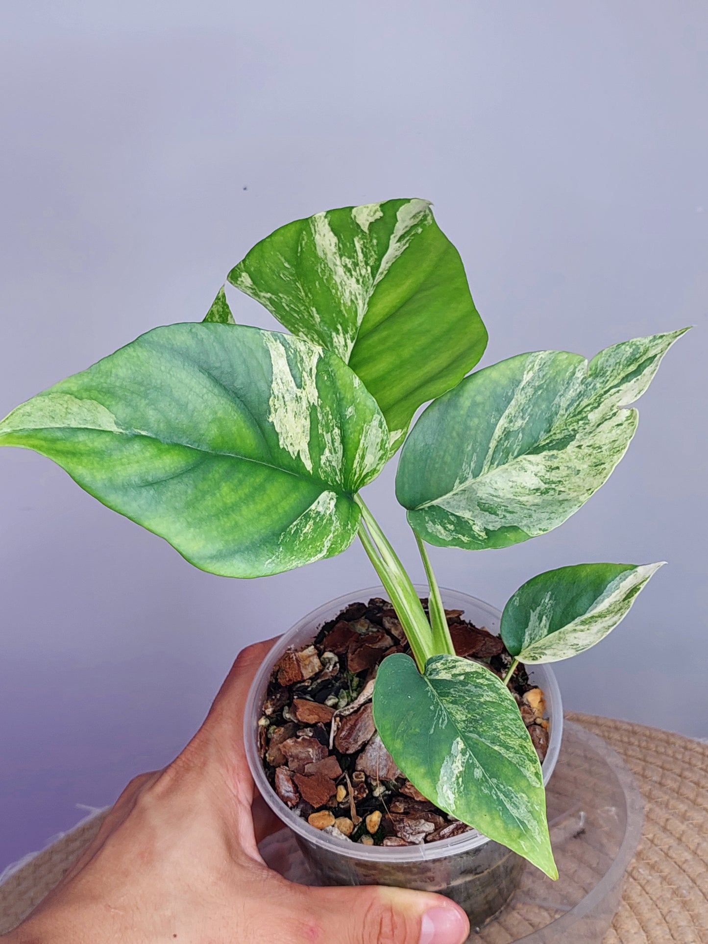 Minima Albo(Rhaphidophora Tetrasperma) Variegated (A)