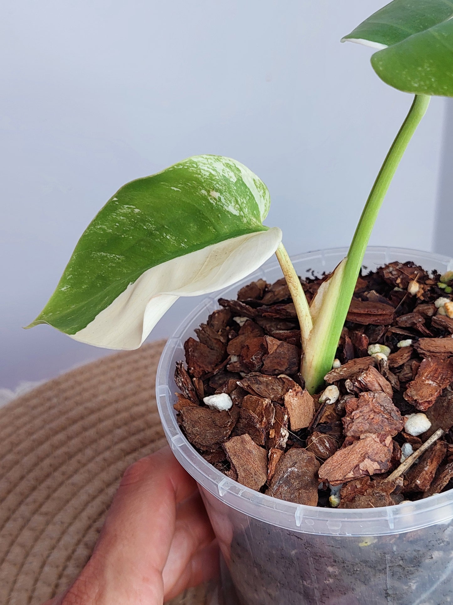 Monstera Borsigiana Albo Variegated (A)