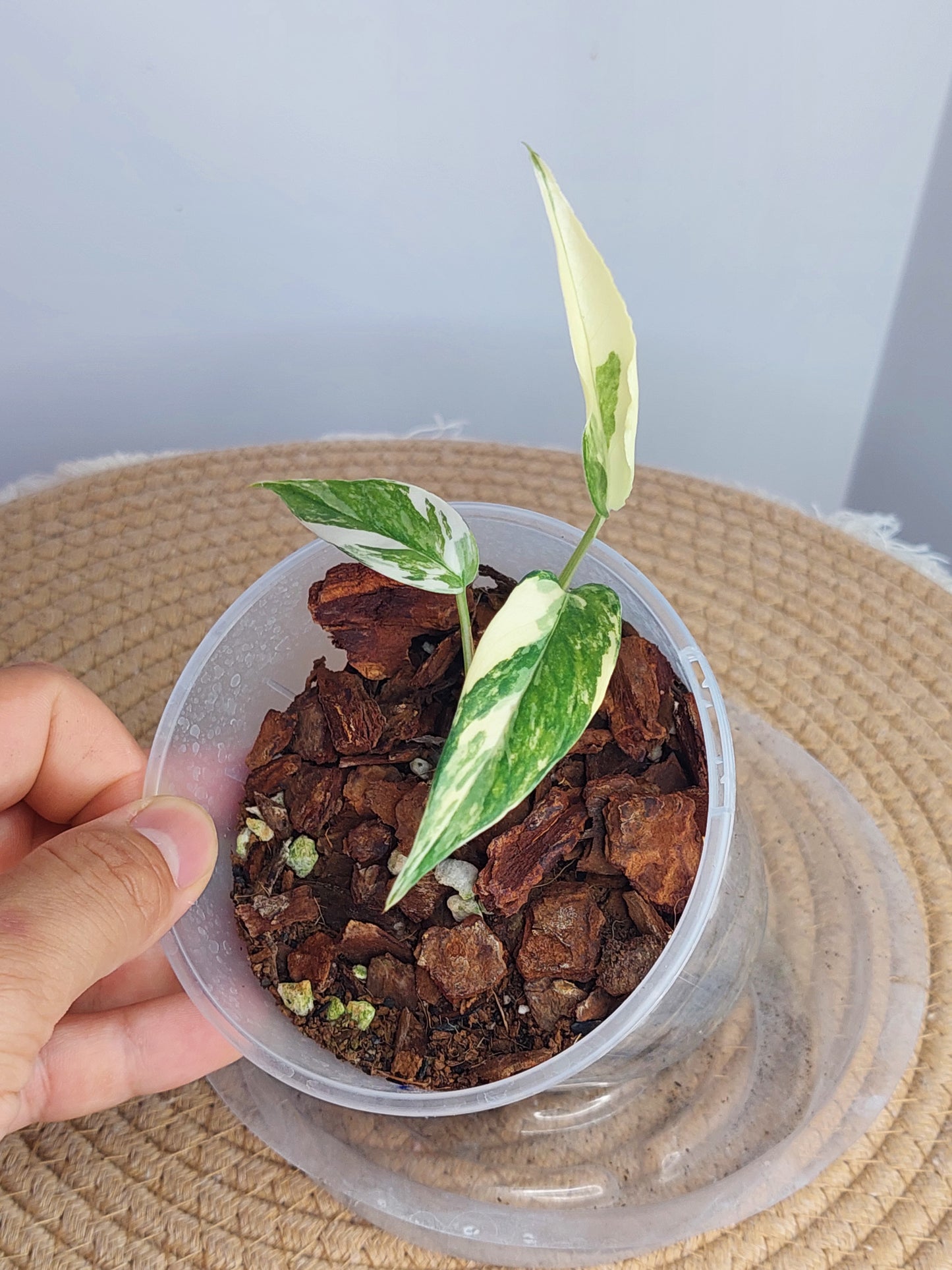 Epipremnum Pinnatum Albo 1