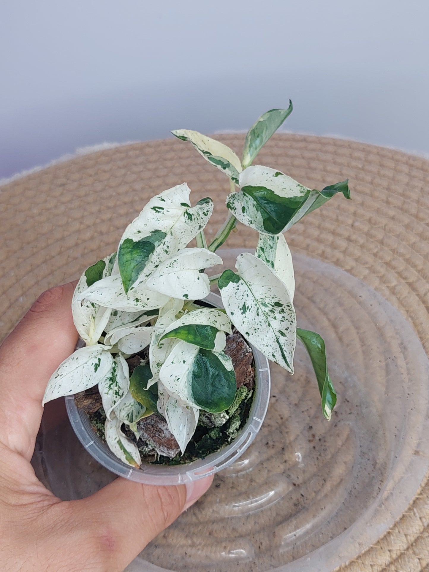Epipremnum Pinnatum Marble 1