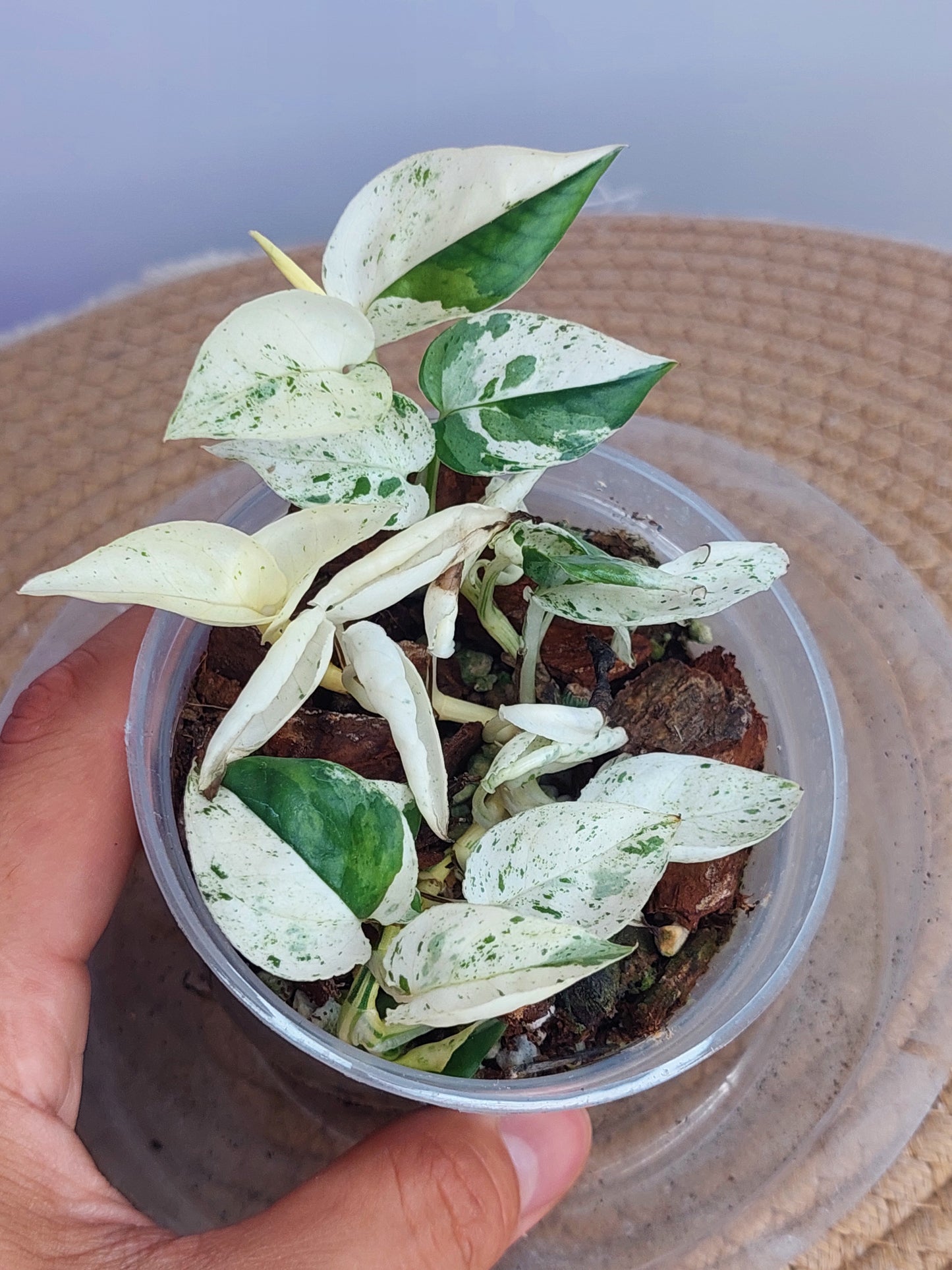 Epipremnum Pinnatum Marble 4