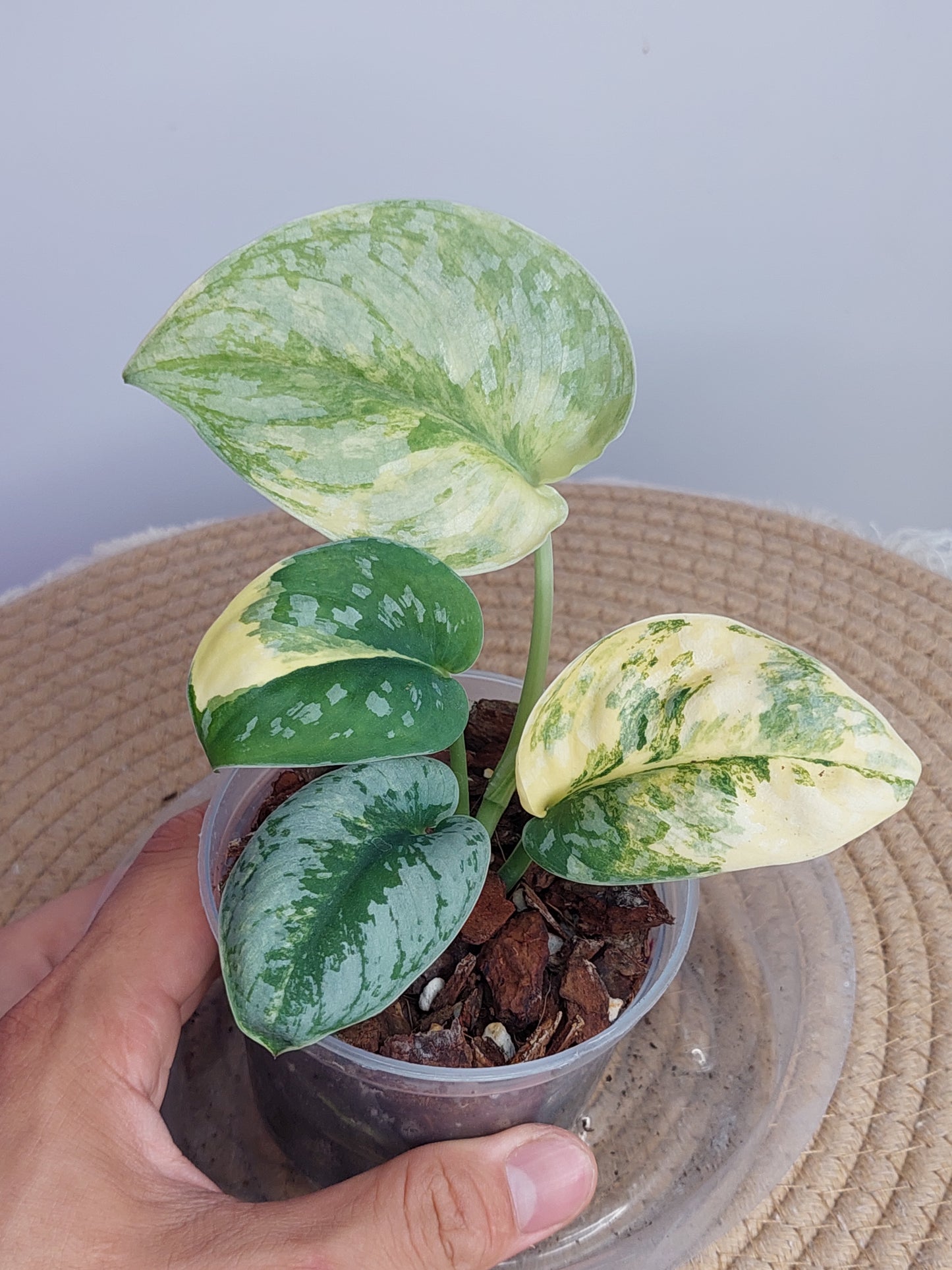 Scindapsus Exotica Variegated 1