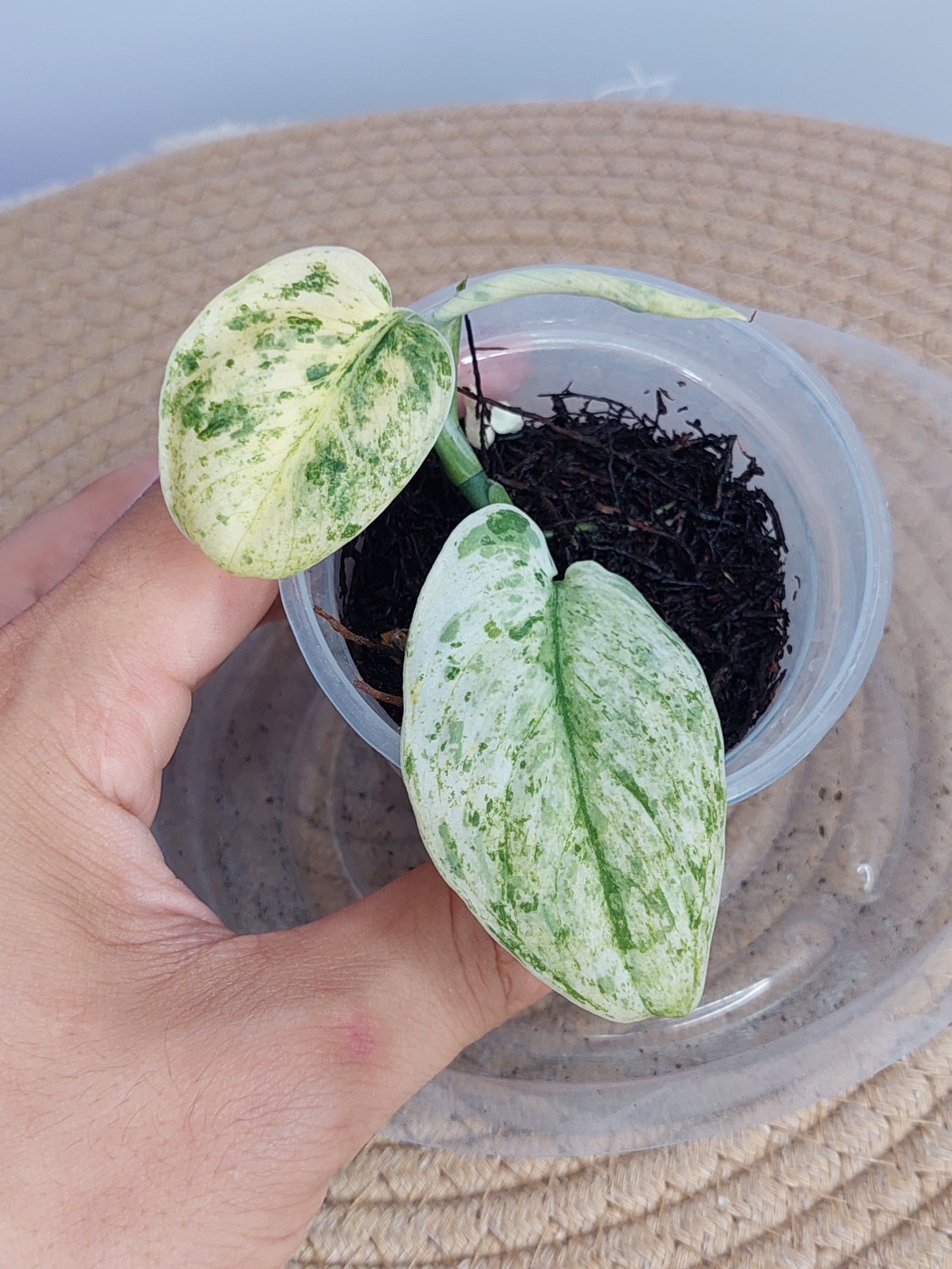 Scindapsus Silver Cloud Variegated 1