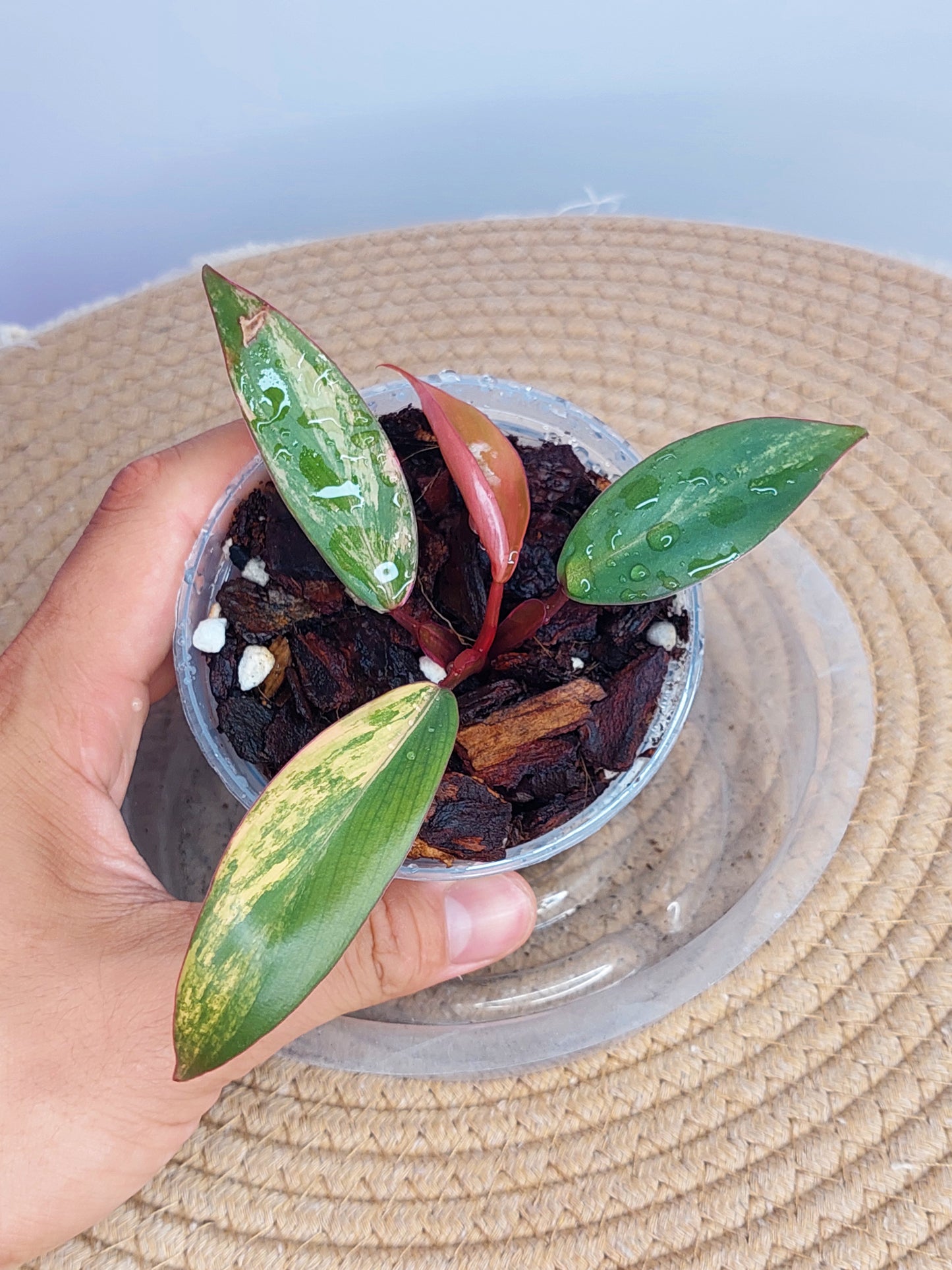 Philodendron Strawberry Shake 1