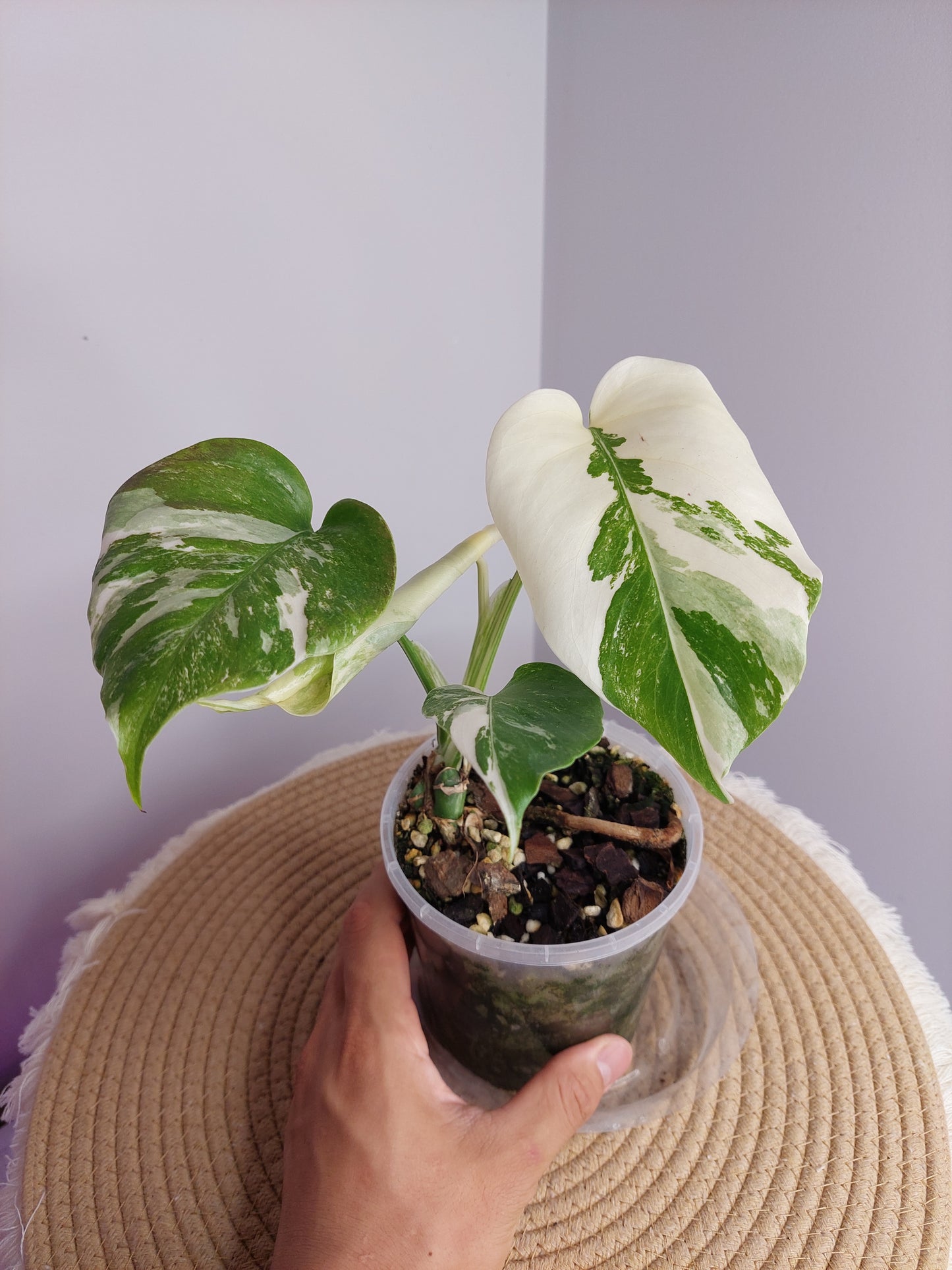 Monstera Borsigiana Albo Variegated 2