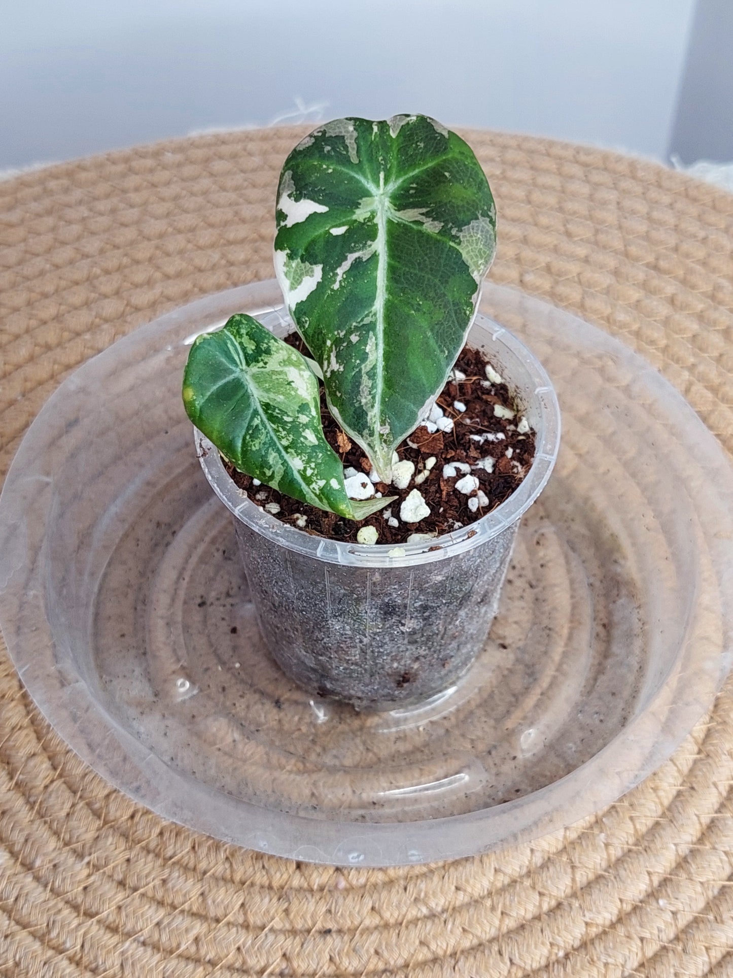 Alocasia Black Velvet Variegated(Small) 1
