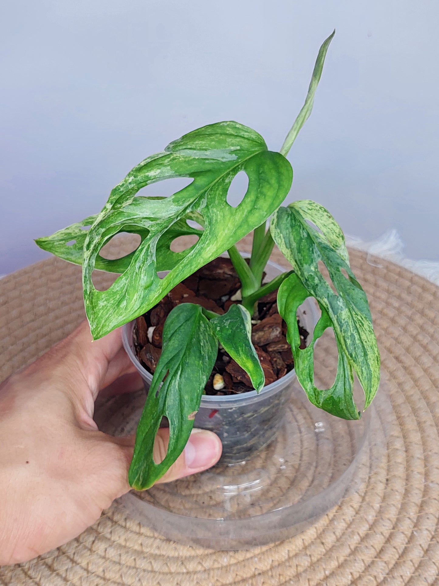 Monstera Adansonii Mint 1