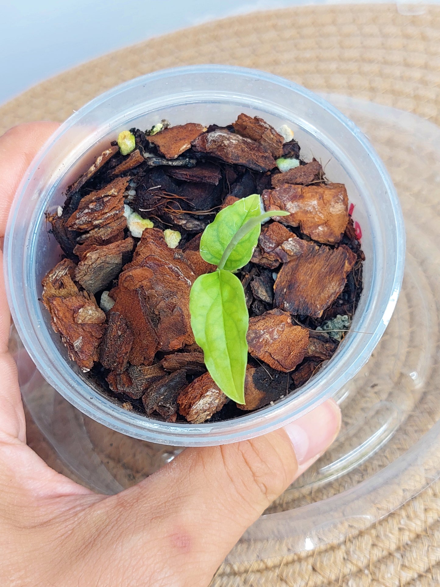 Monstera Obliqua Peru 1