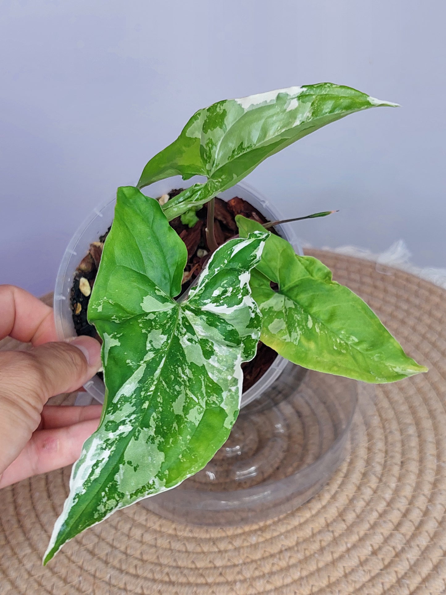 Syngonium Albo 1