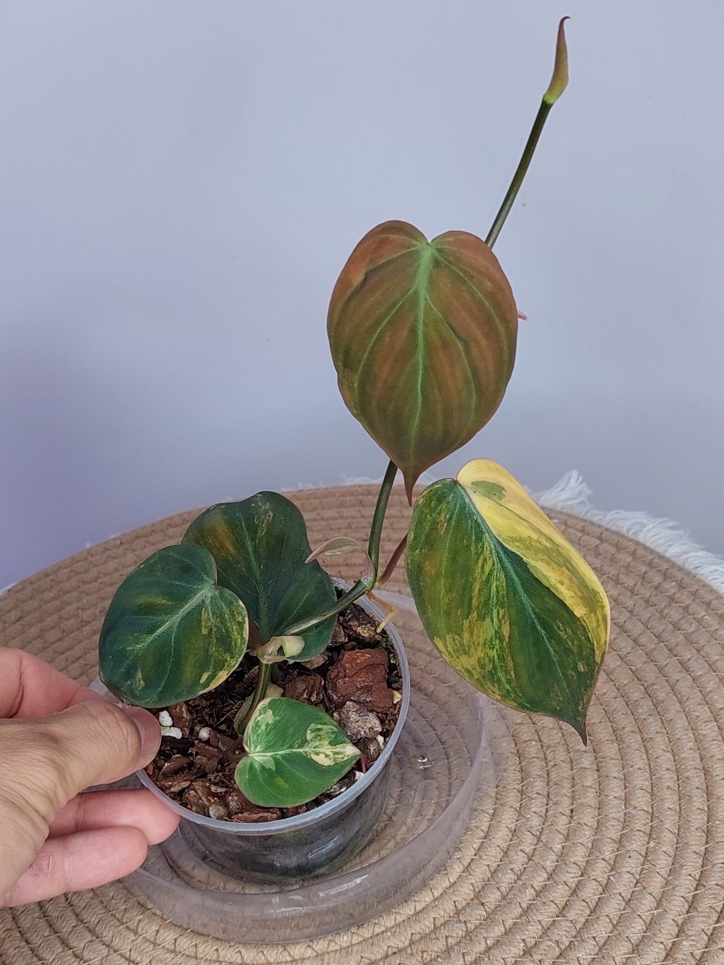 Philodendron Mican Variegated 1