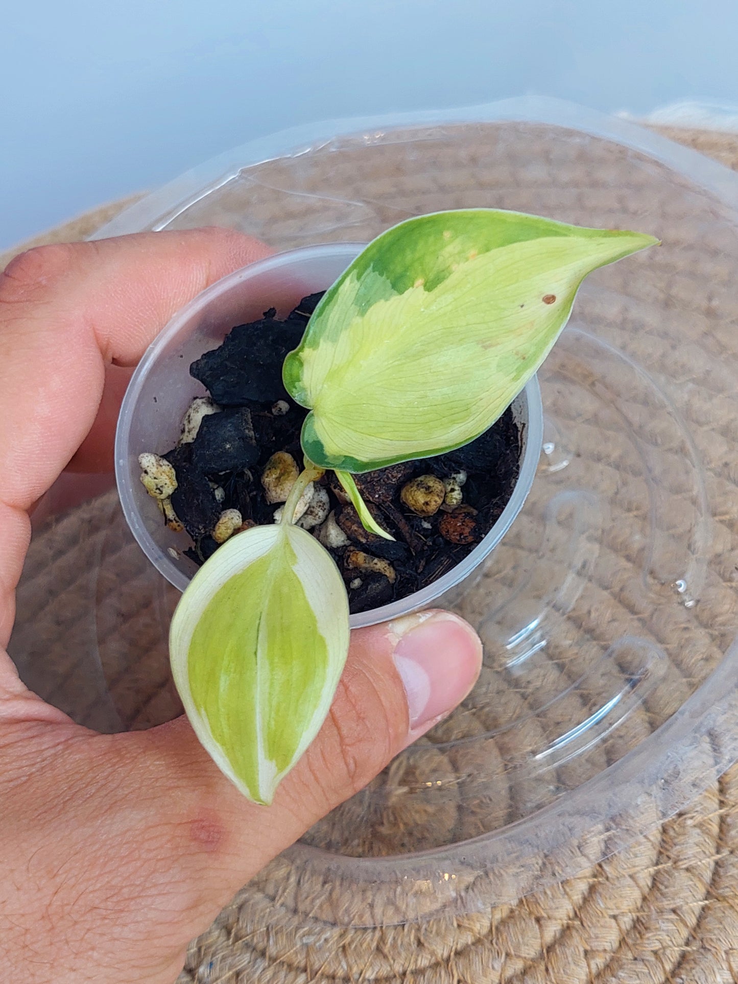 Philodendron Gabby 1